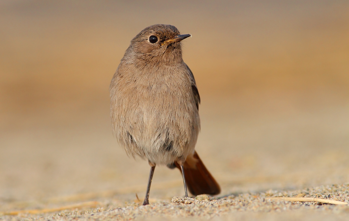 black redstart