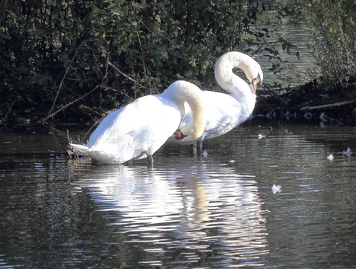 swans