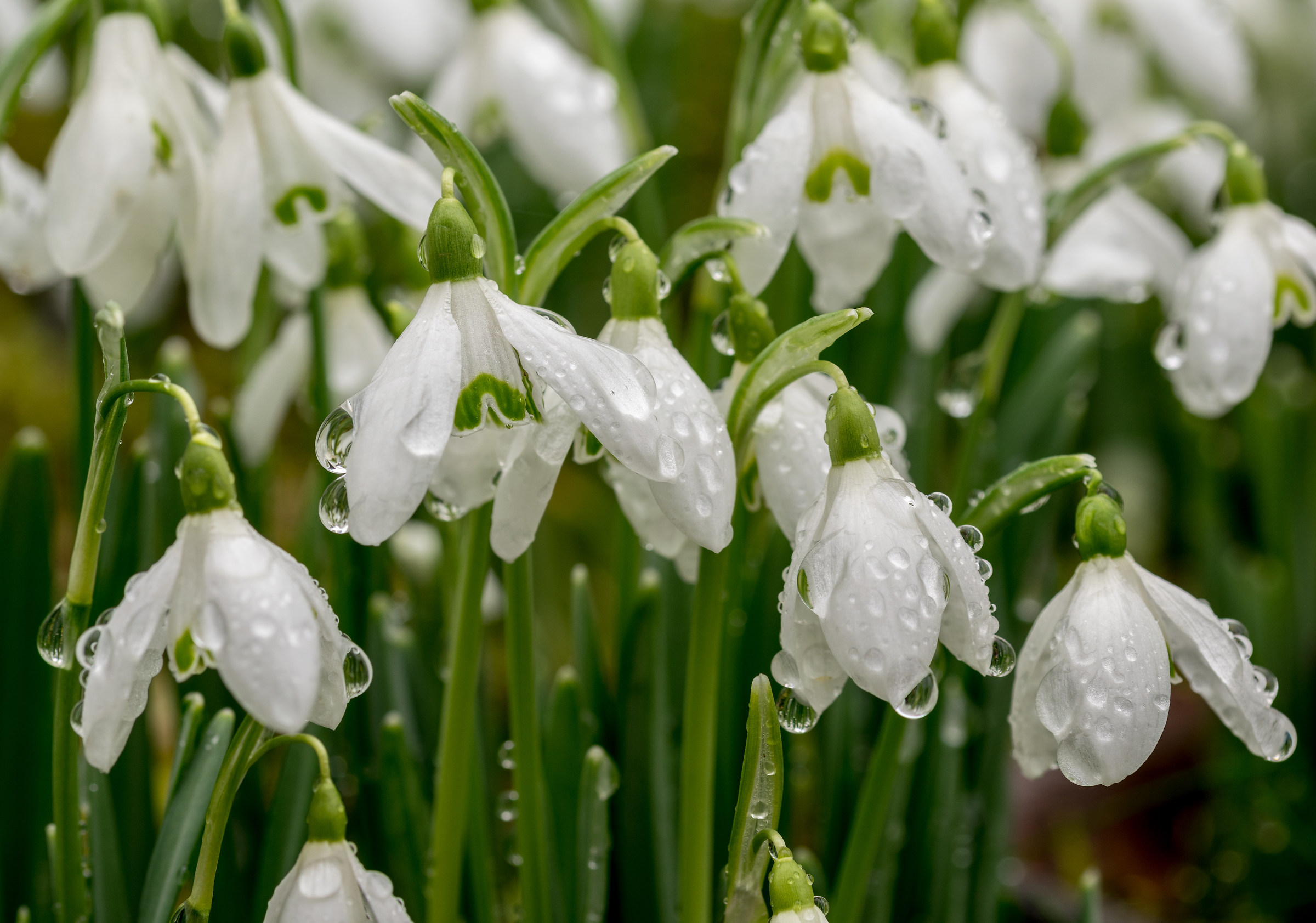 Snowdrops In The Rain