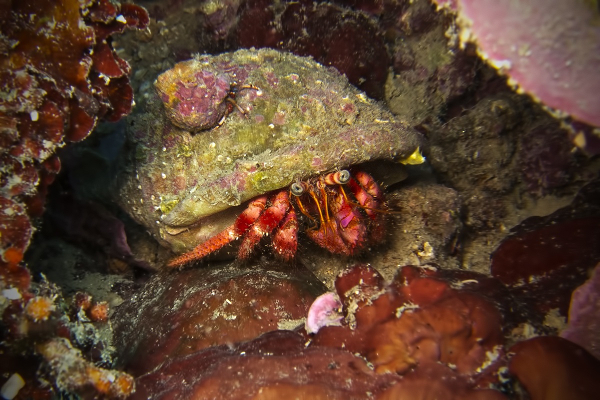 Dardanus Arrosor (bernardo L'eremita)