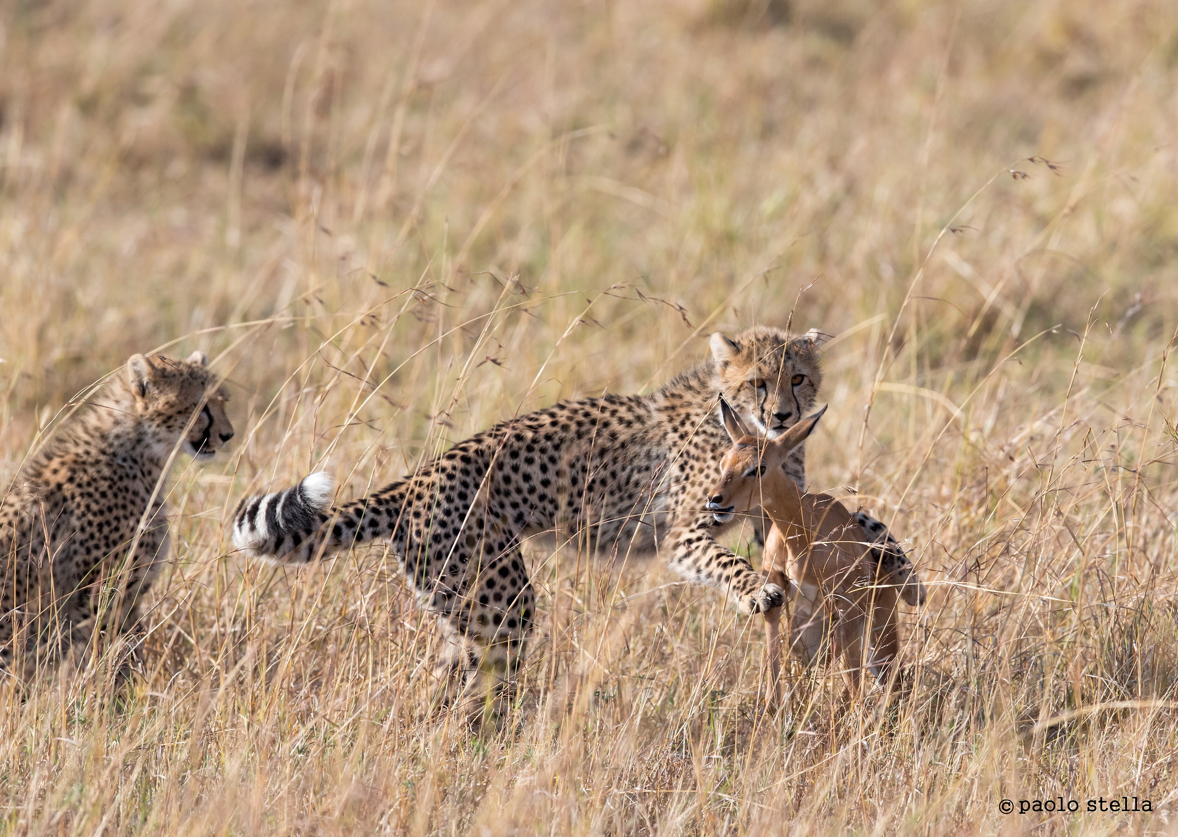 initiation into hunting - 4