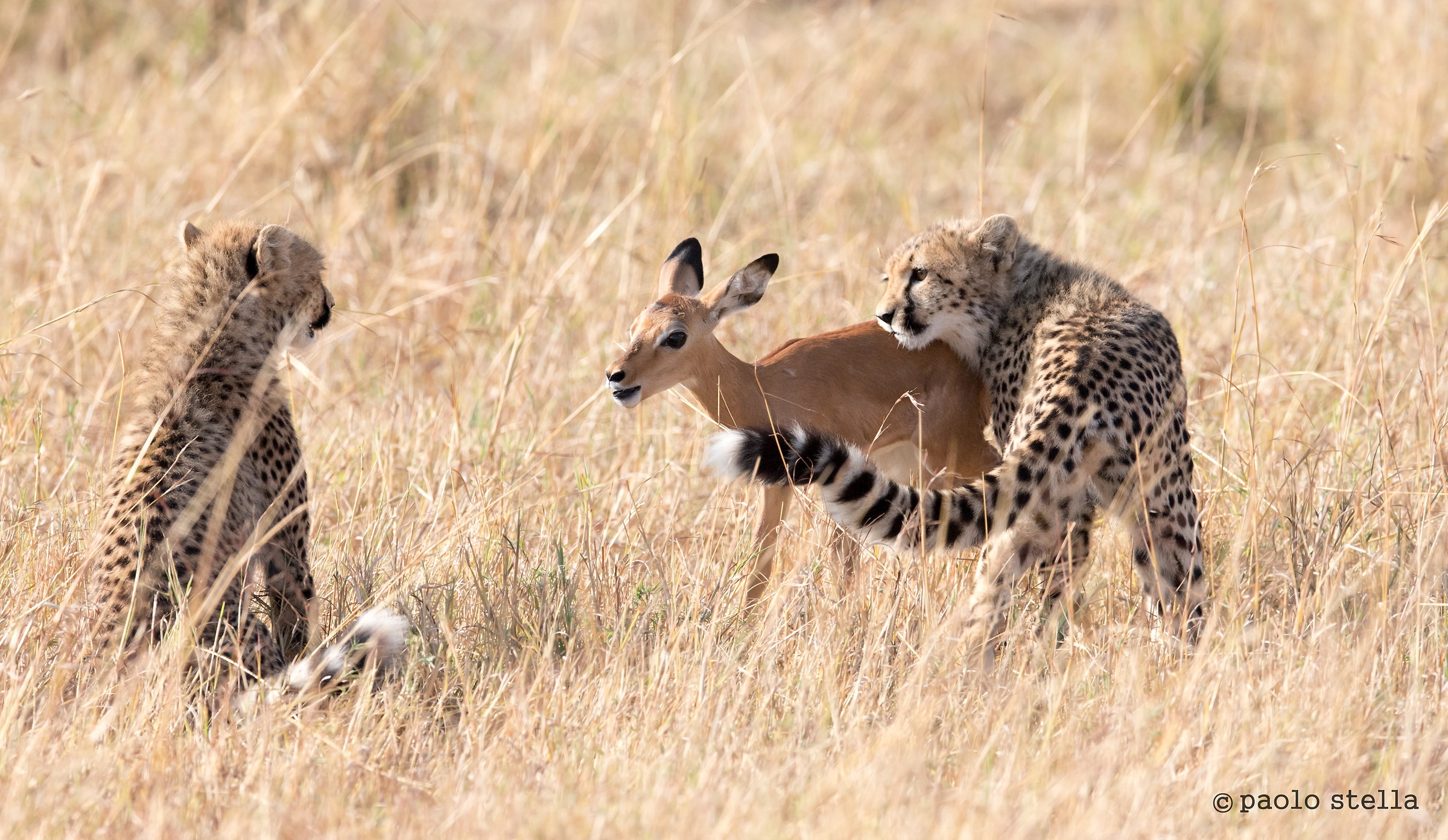 iniziazione alla  caccia - 5