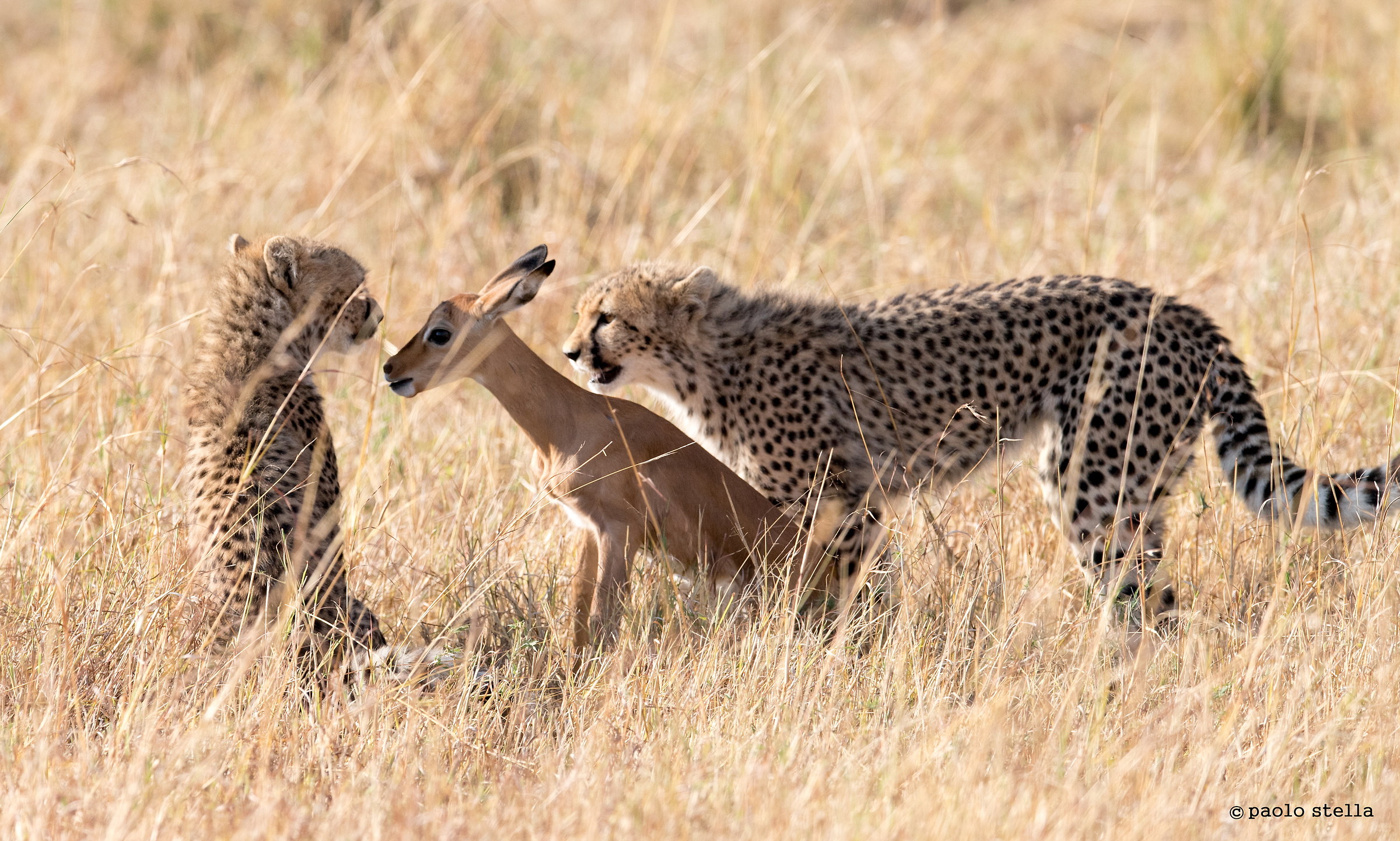 iniziazione alla caccia - 6