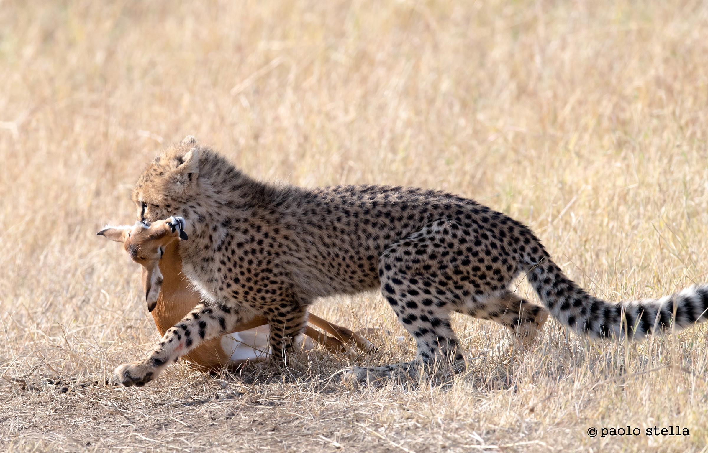 iniziazione alla caccia - 8