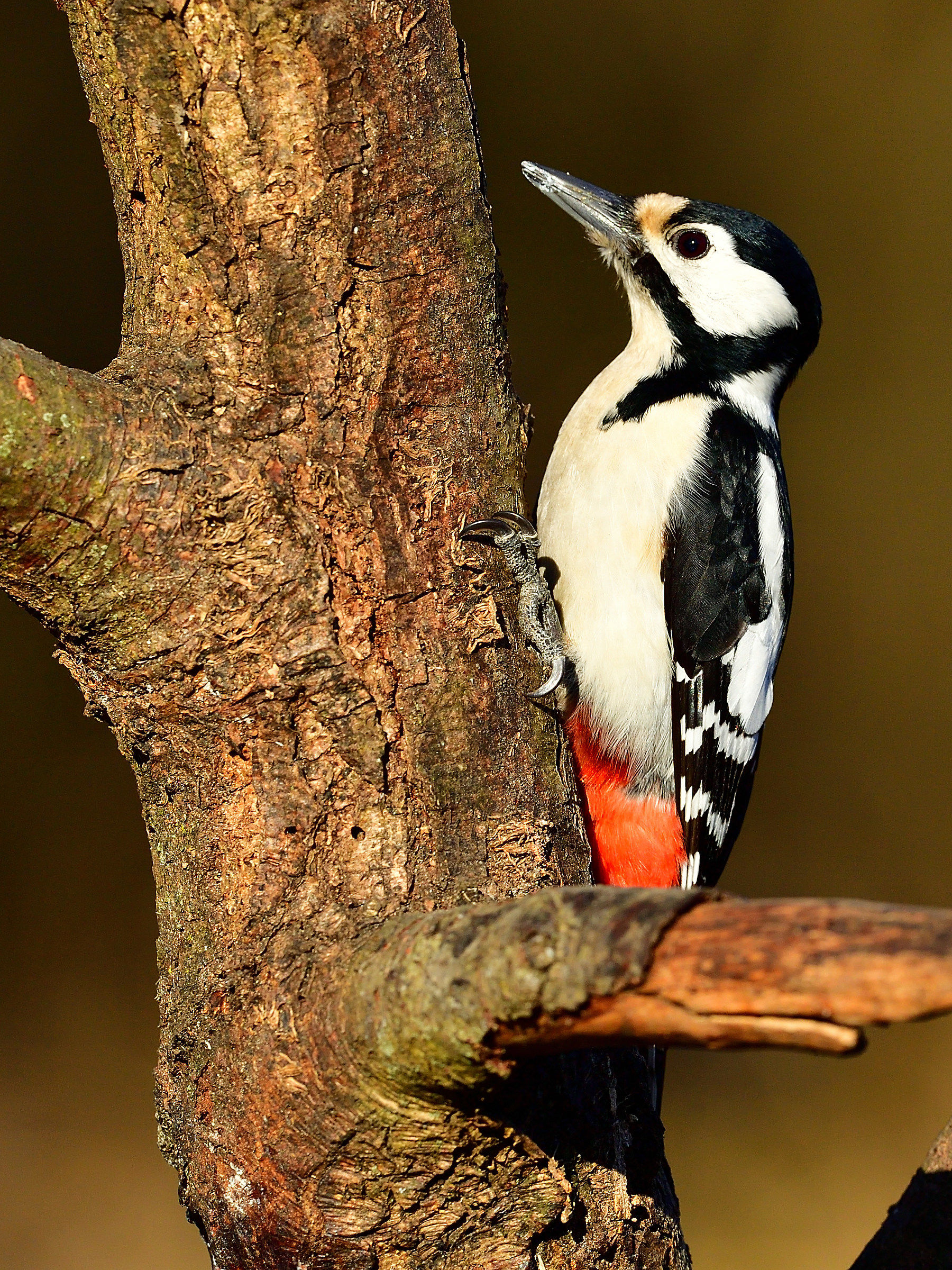 picchio rosso maggiore