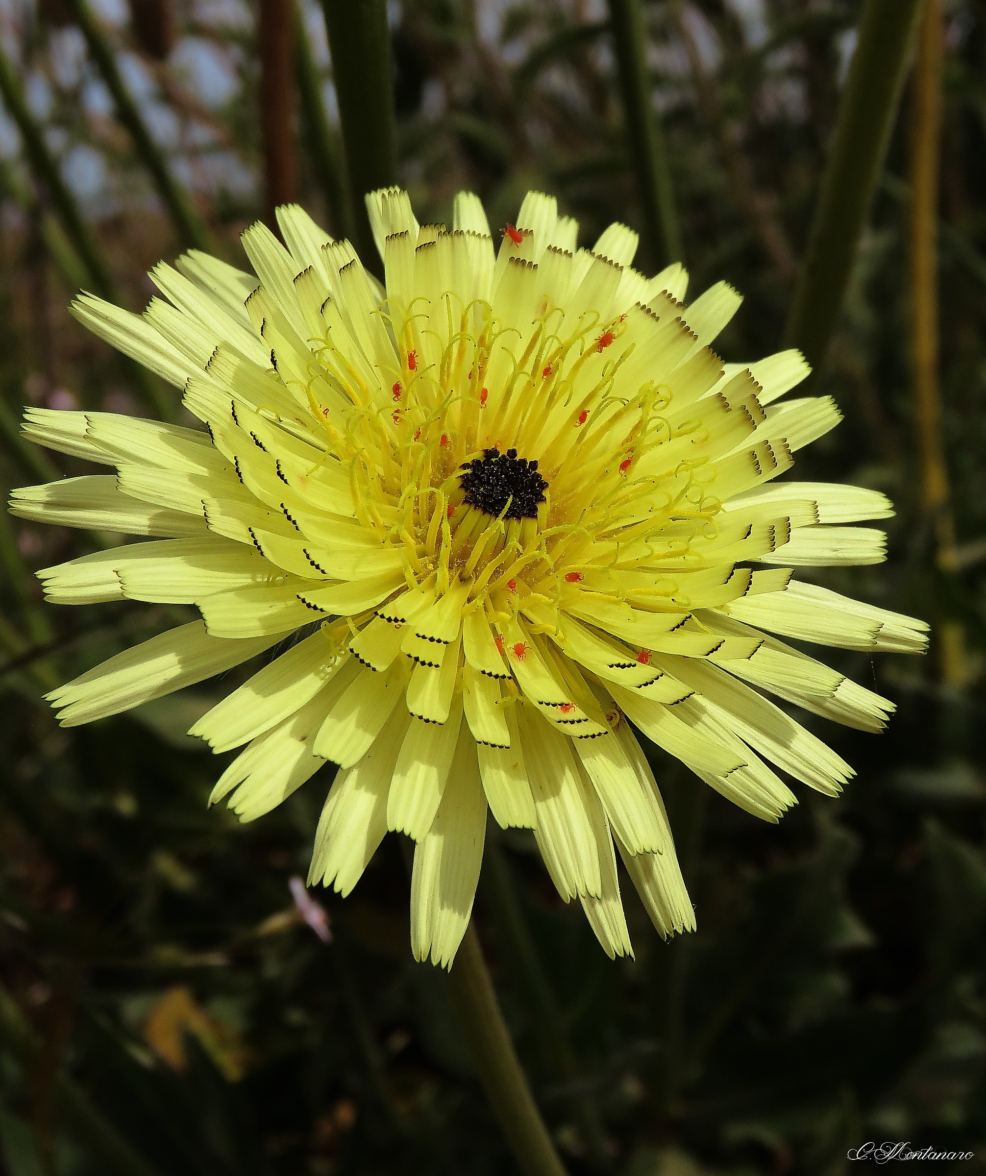 Boccione maggiore con ragnetti rossi