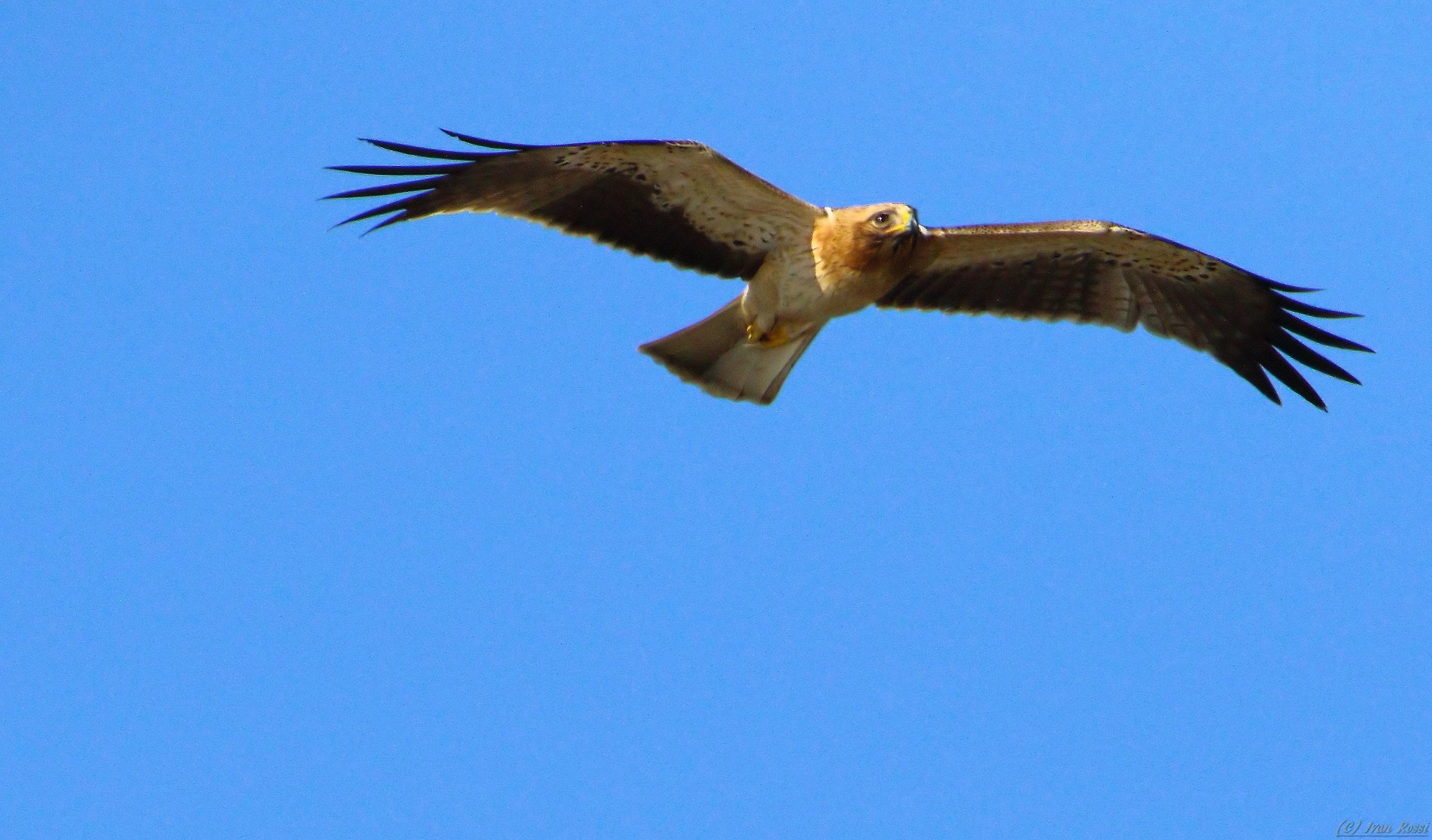 Booted eagle