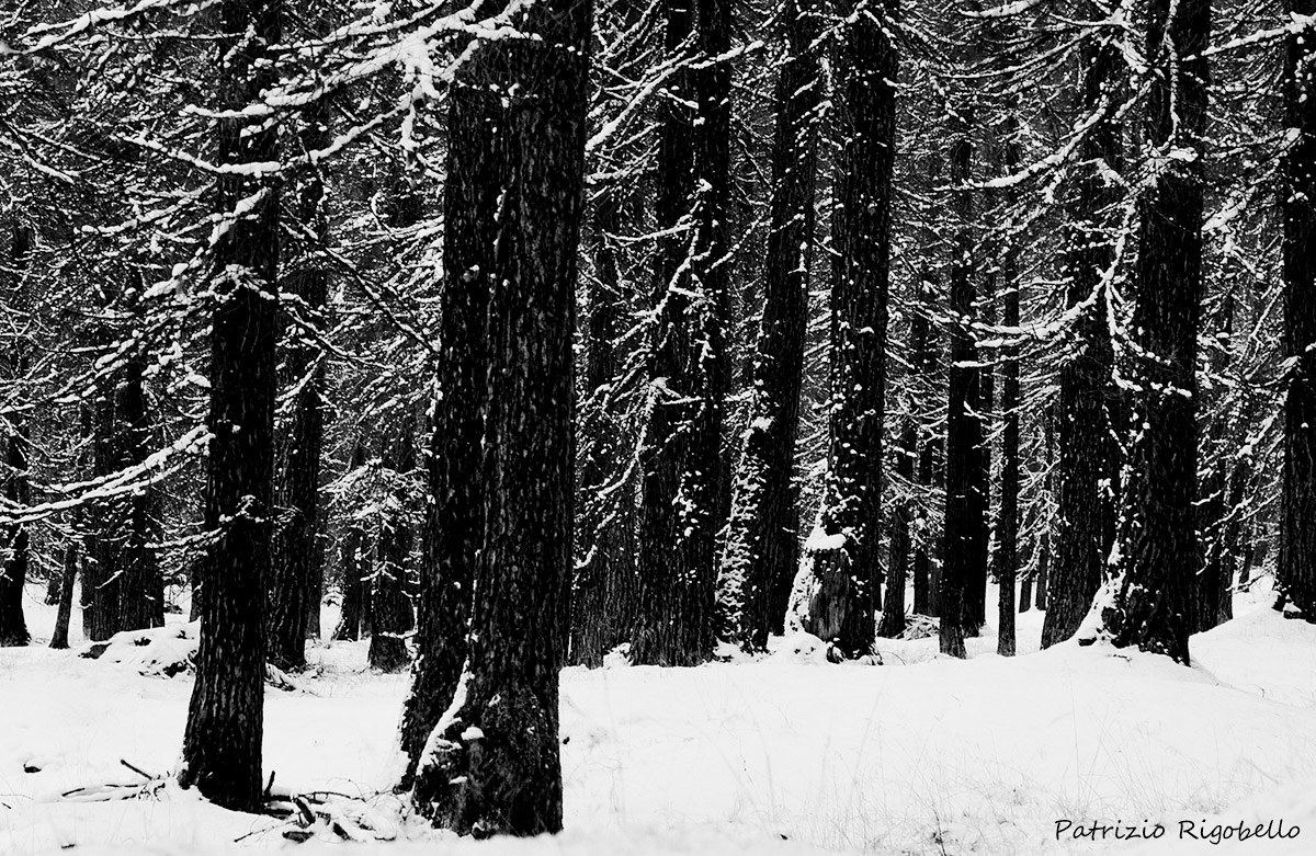 L'Inverno degli alberi