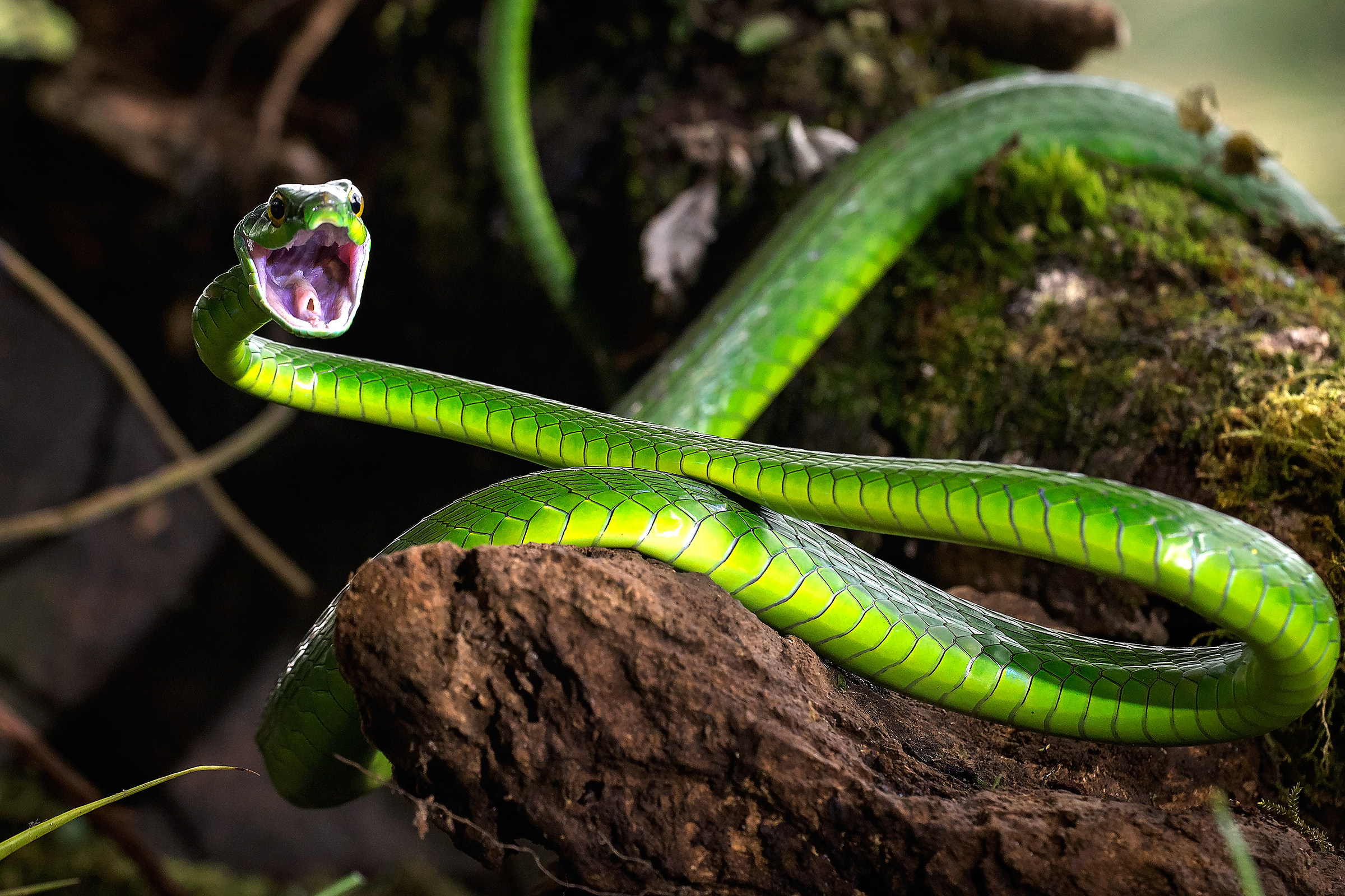 Eastern parrot snake