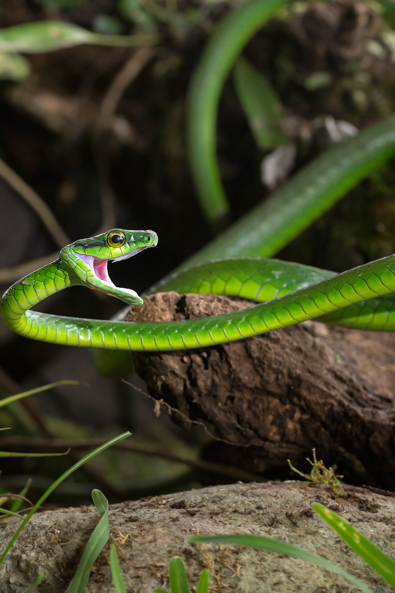 Eastern parrot snake