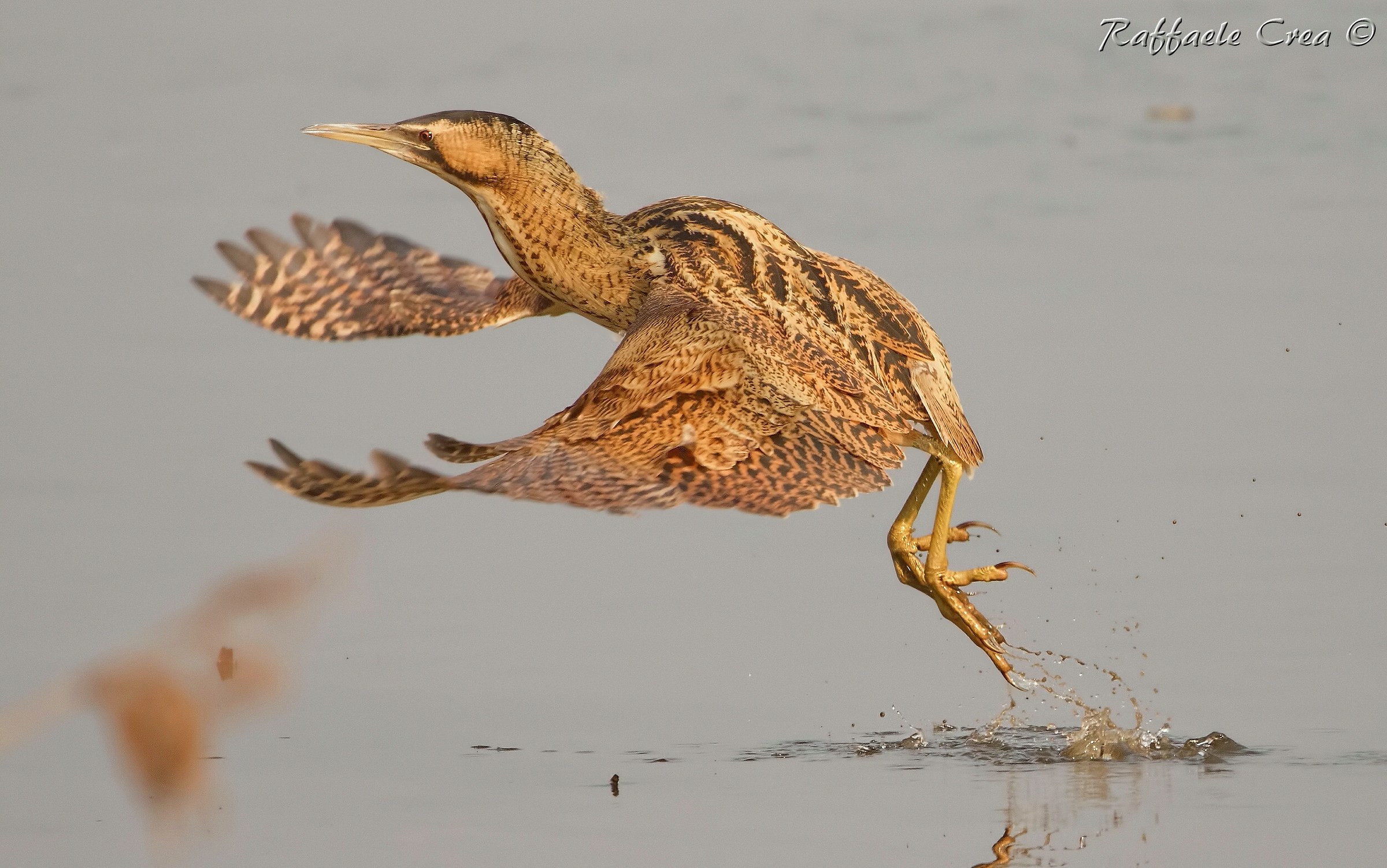 Bittern