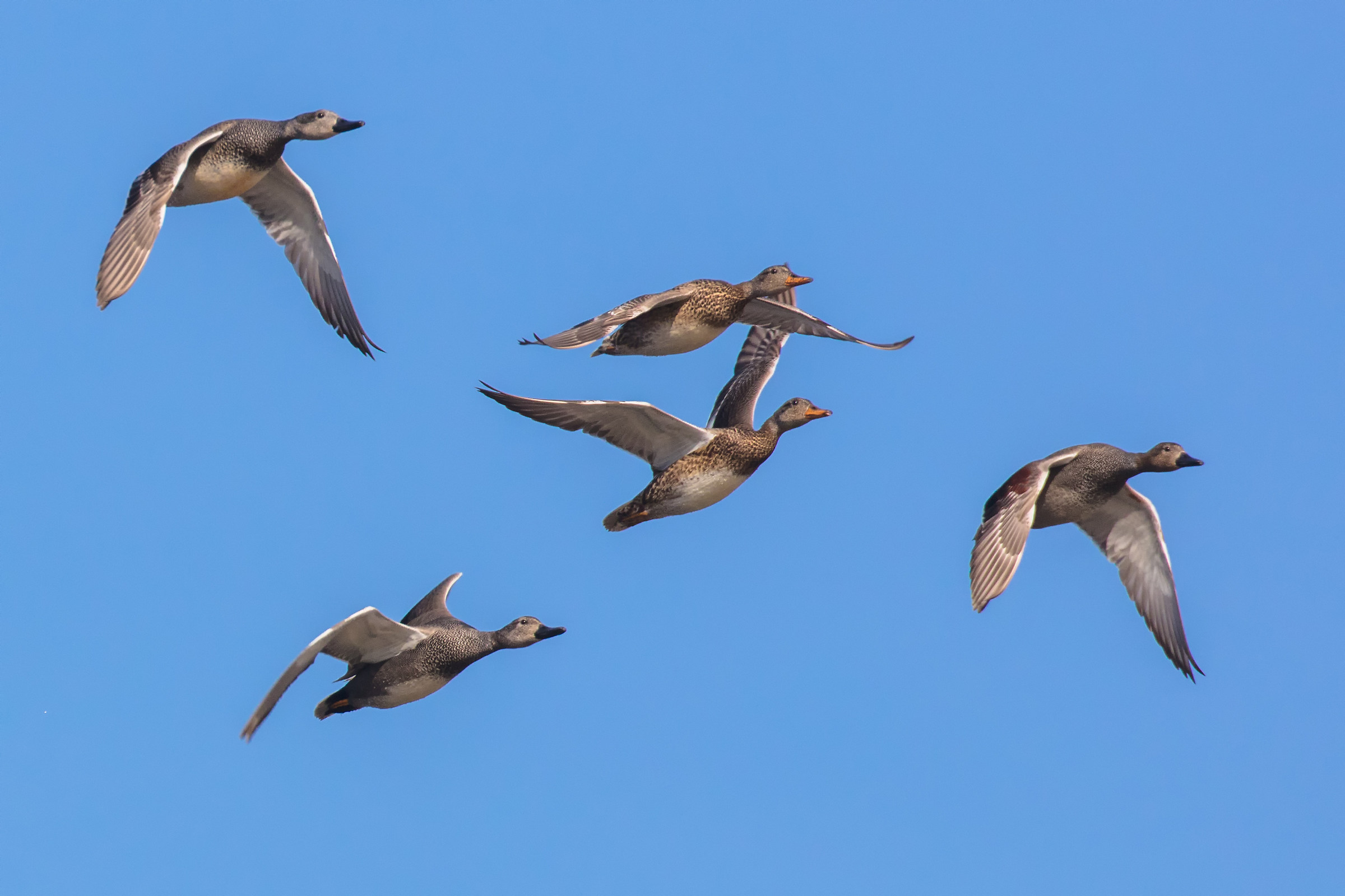 Gadwalls in flight