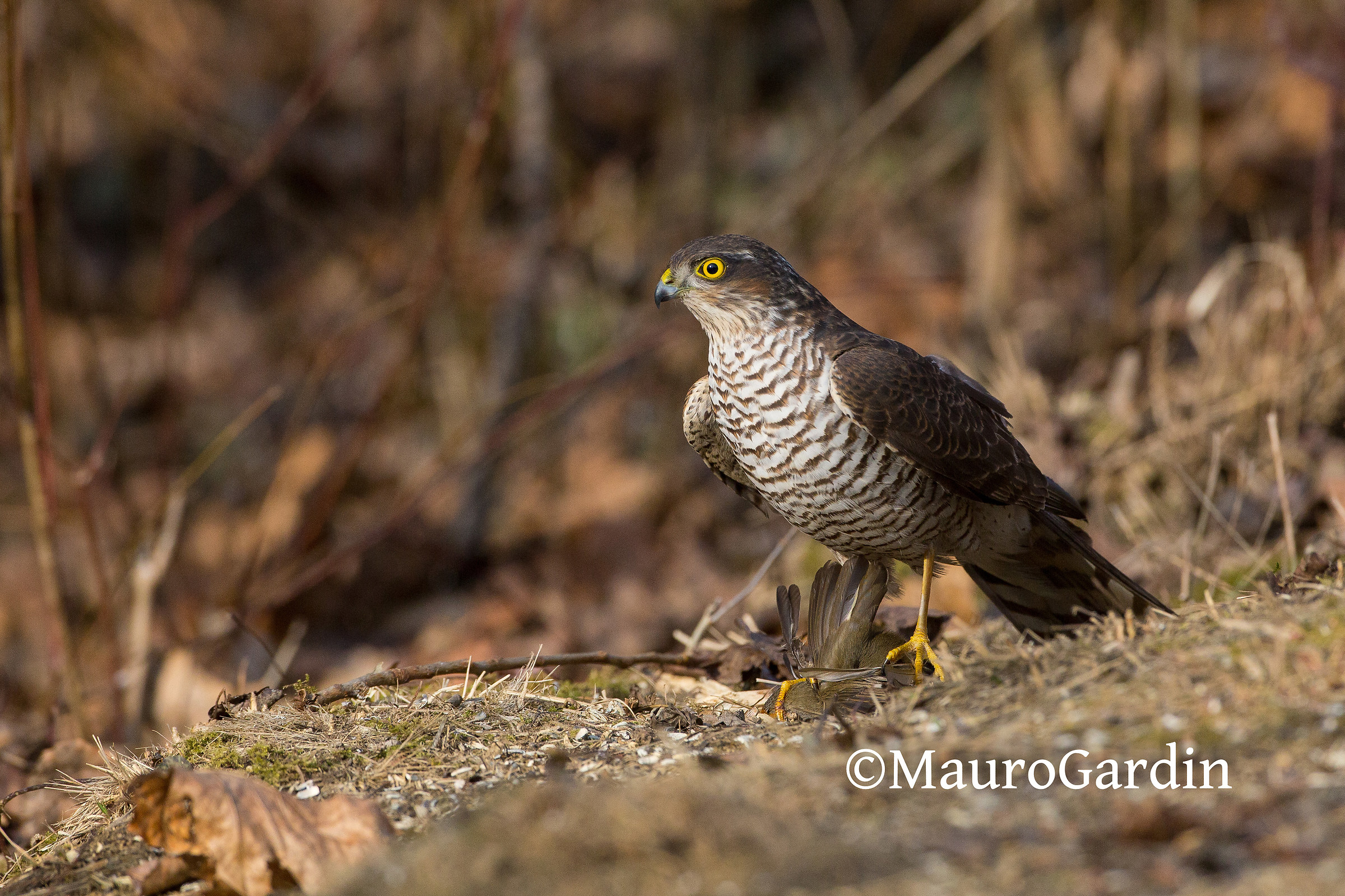 Sparviere e pettirosso