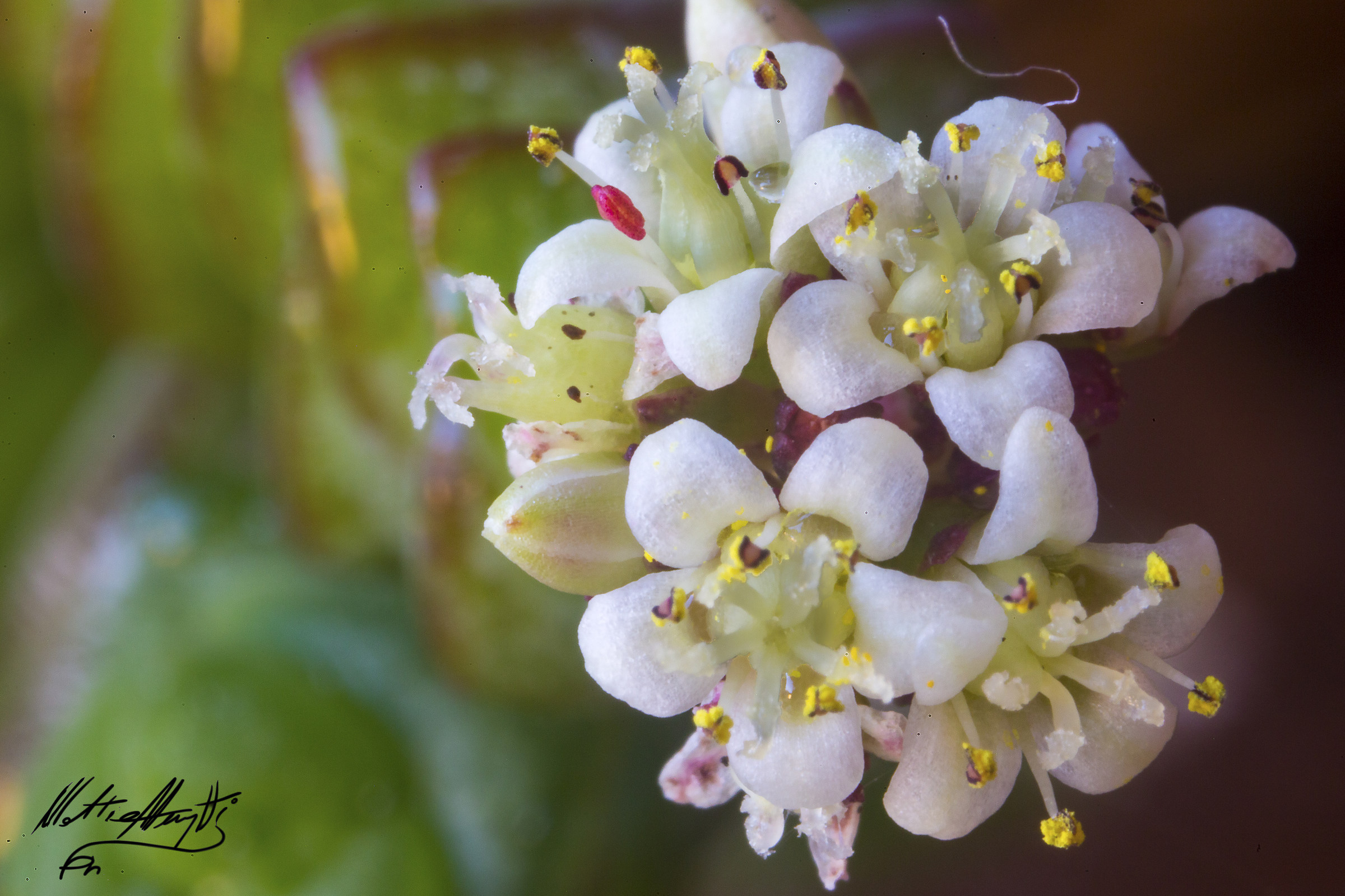Flower ... ino..ino ...