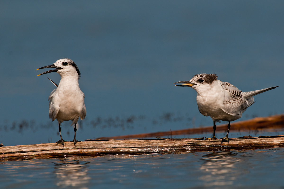 sandwich terns