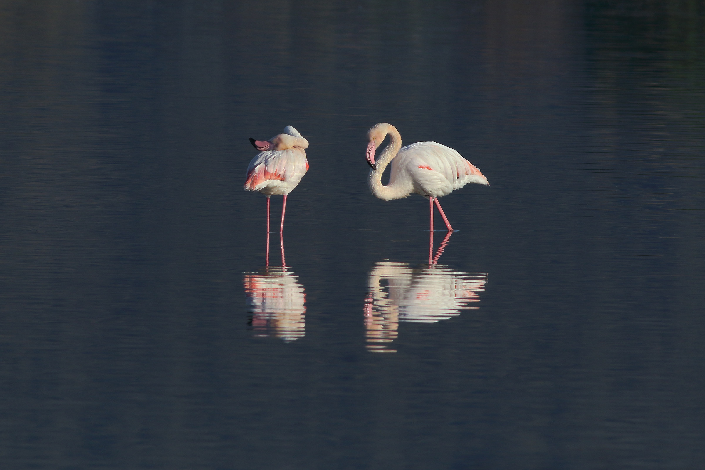 I am ashamed of .......