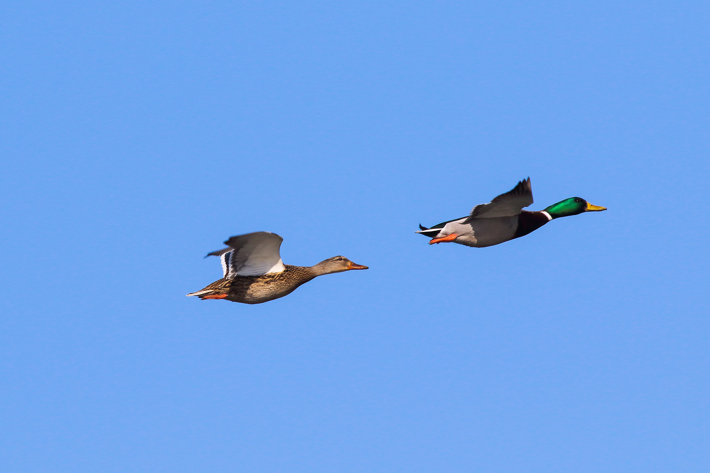 Mallards in flight