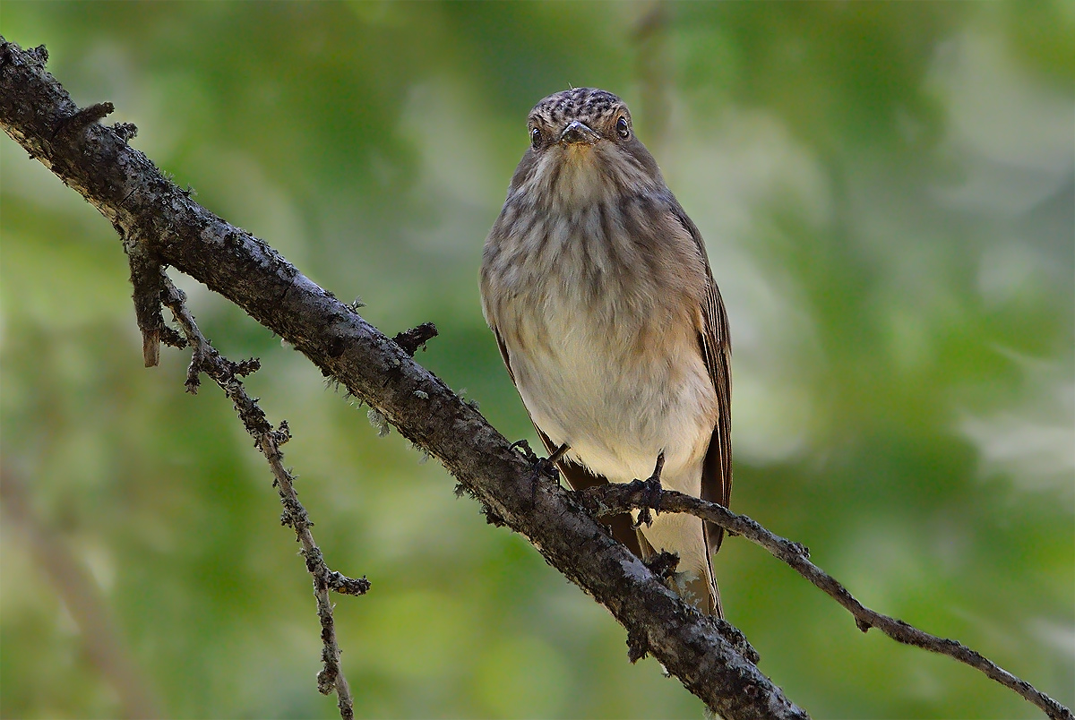 Occhi dolci (Muscicapa striata)