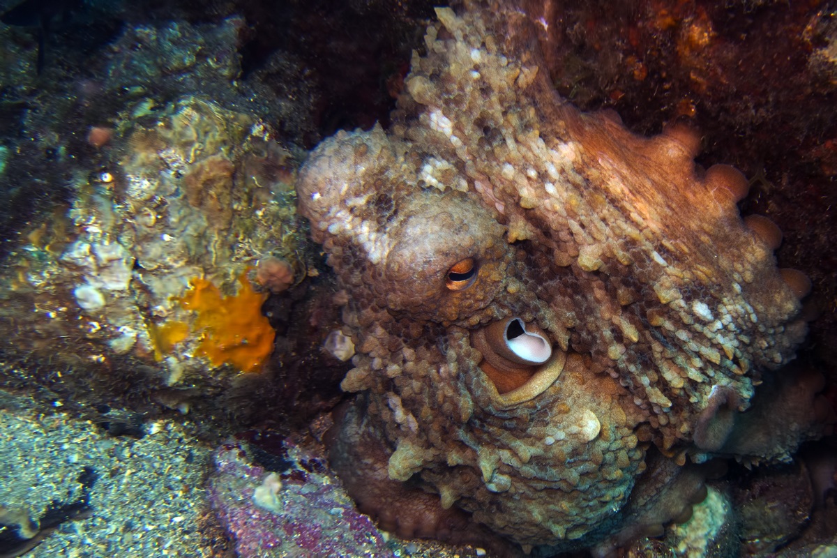 Octopus vulgaris (polpo)