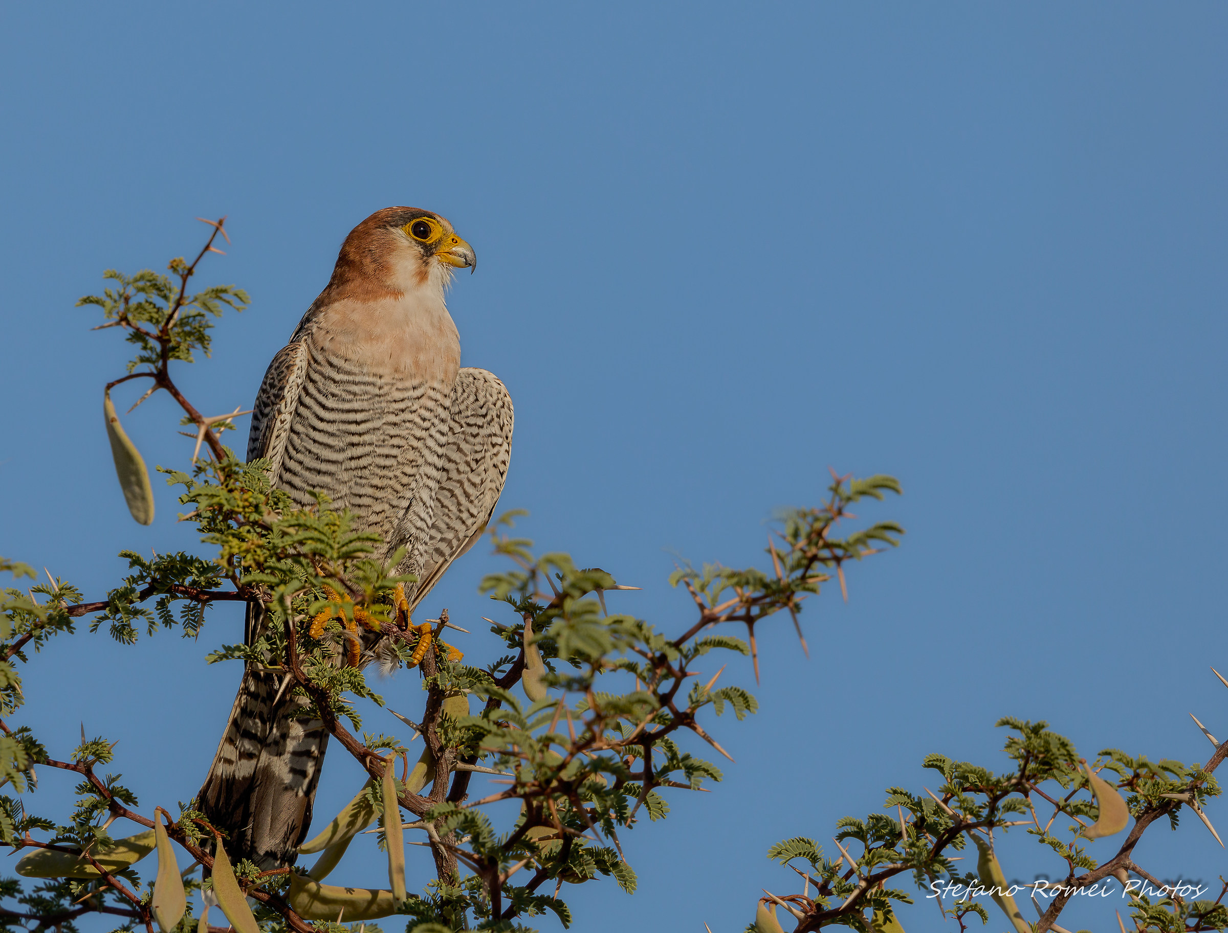 collo rosso in caccia