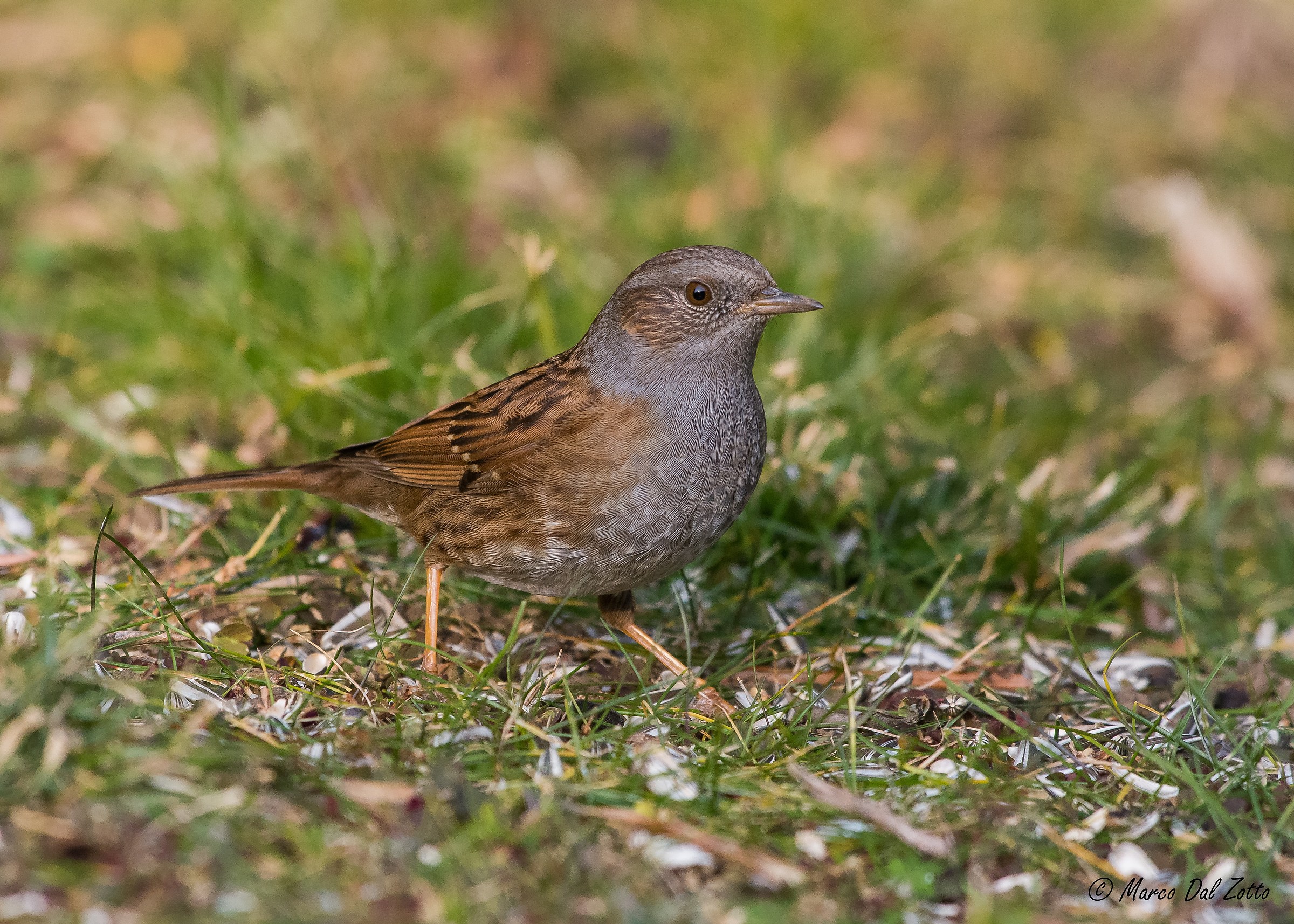 The scopaiola in the garden