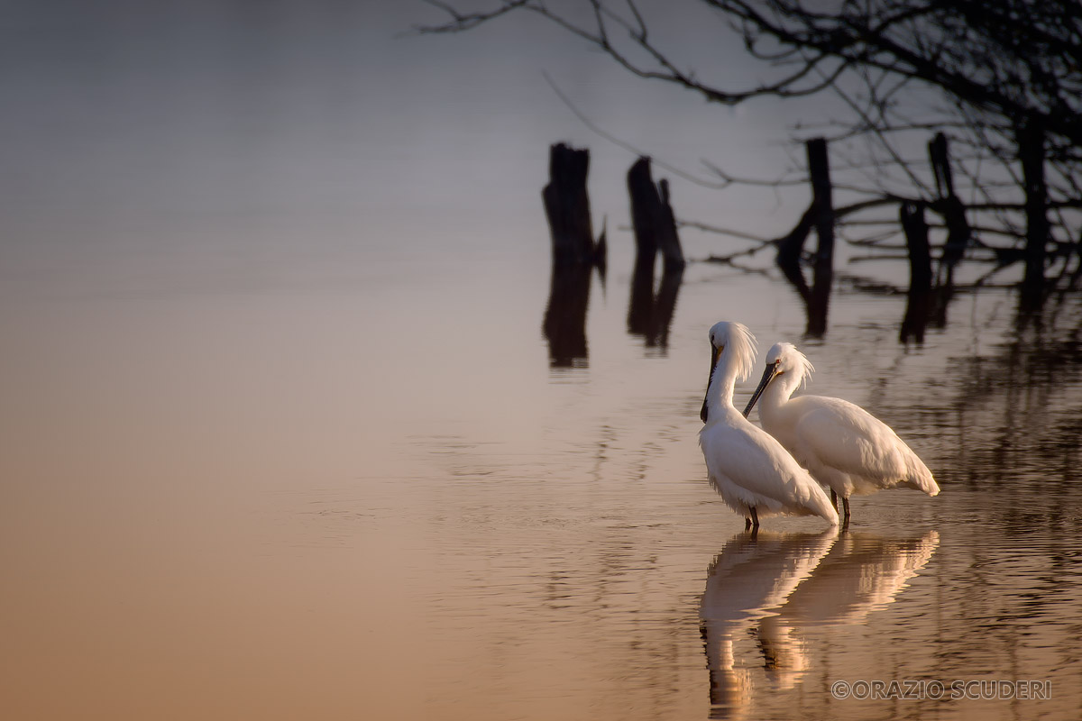 Platalea leucorodia