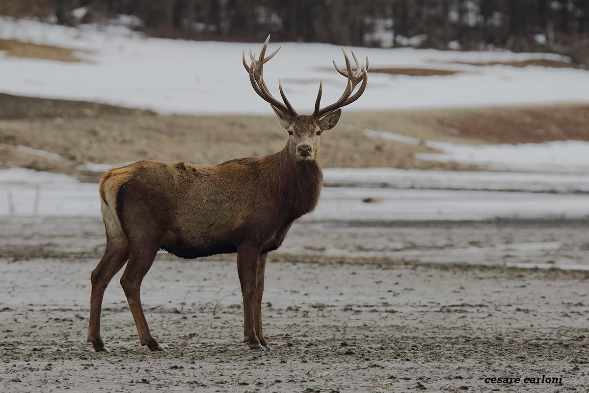 cervo (cervus elaphus)