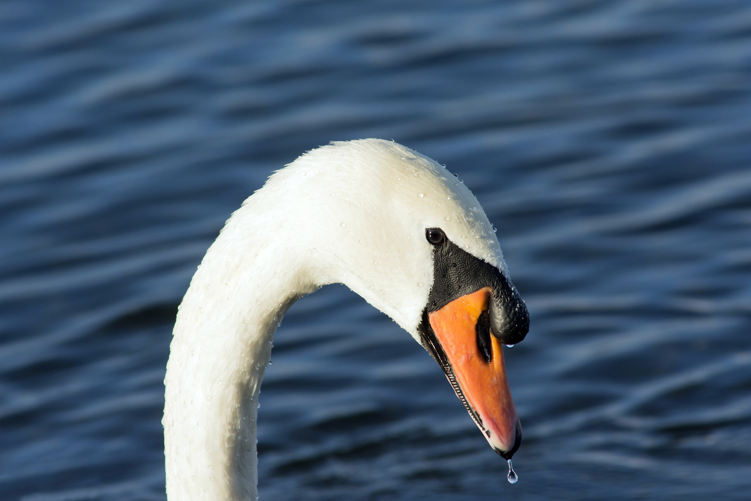 Royal swan