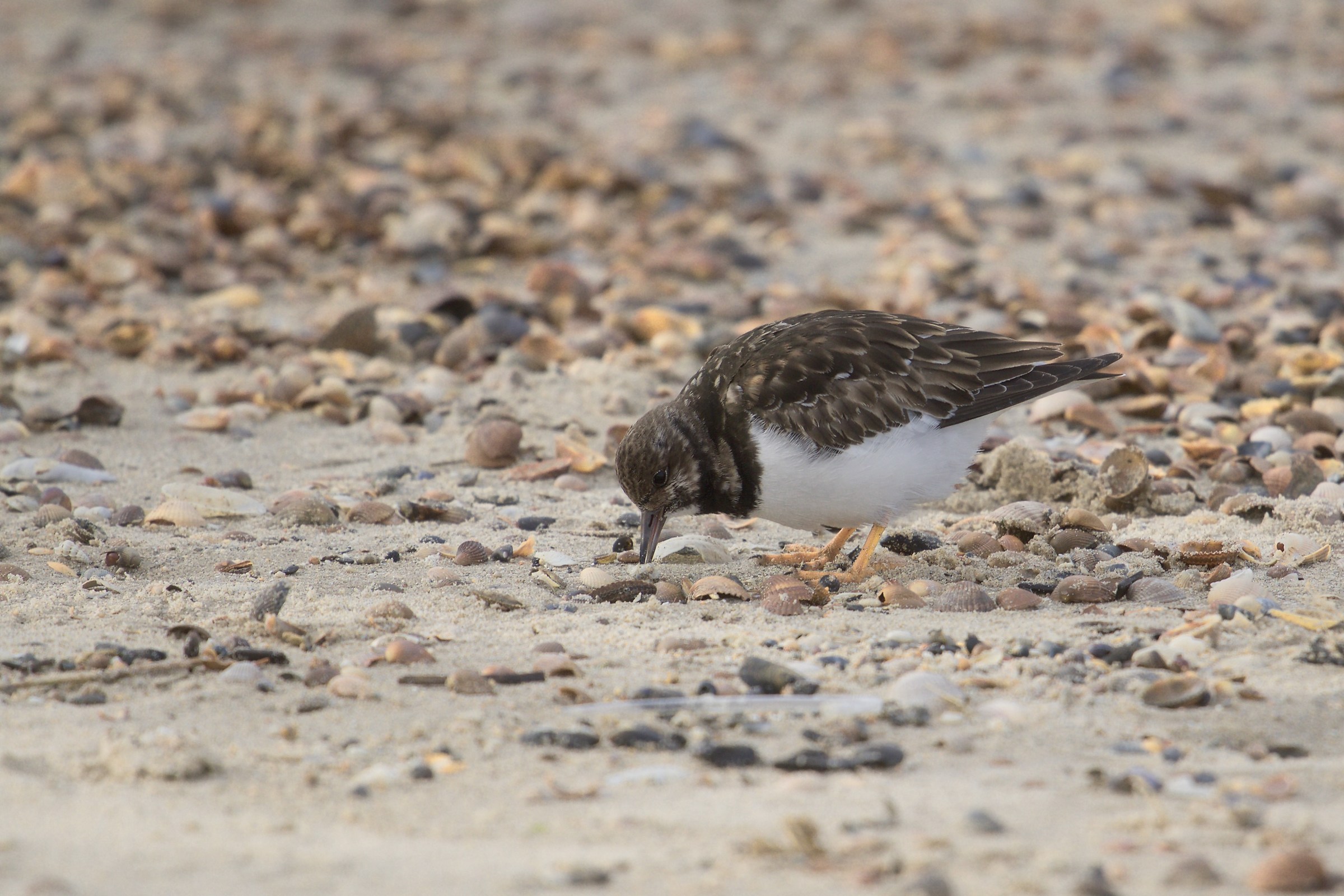 Turnstone - Zeeland - Holland
