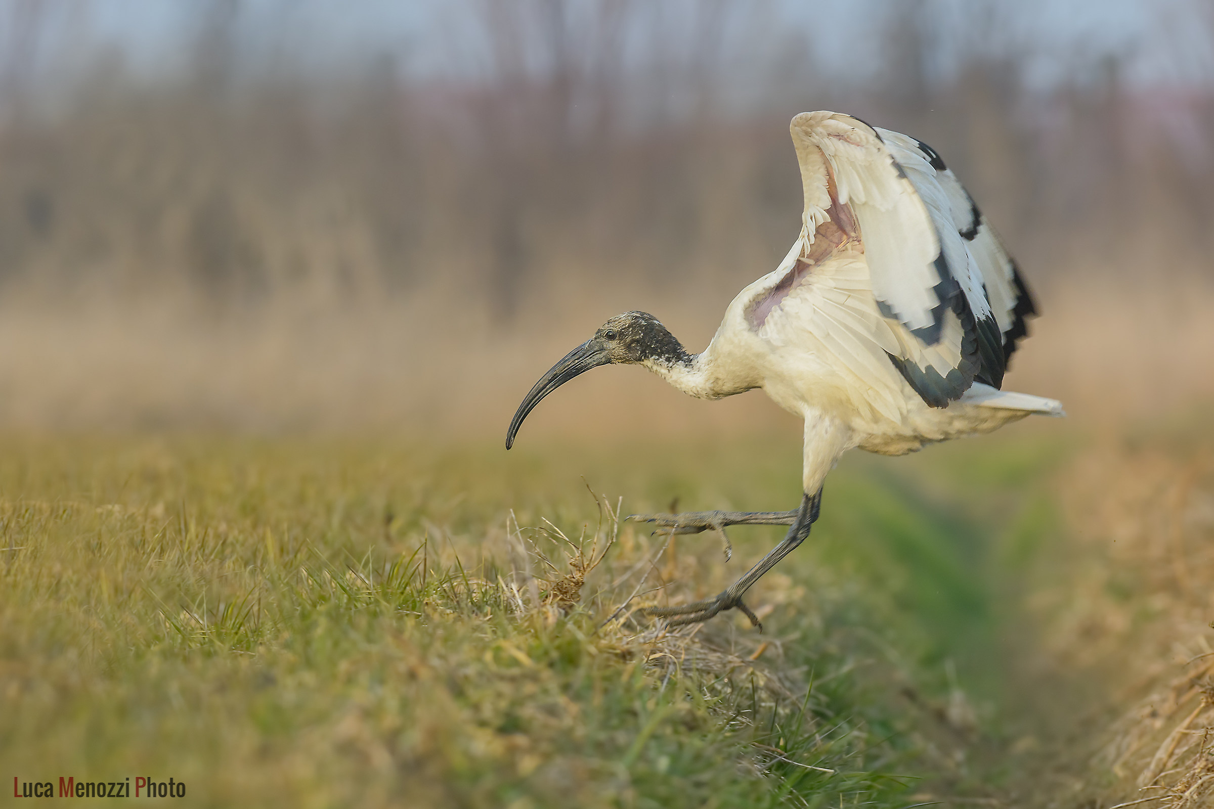 The Sacred Ibis landing