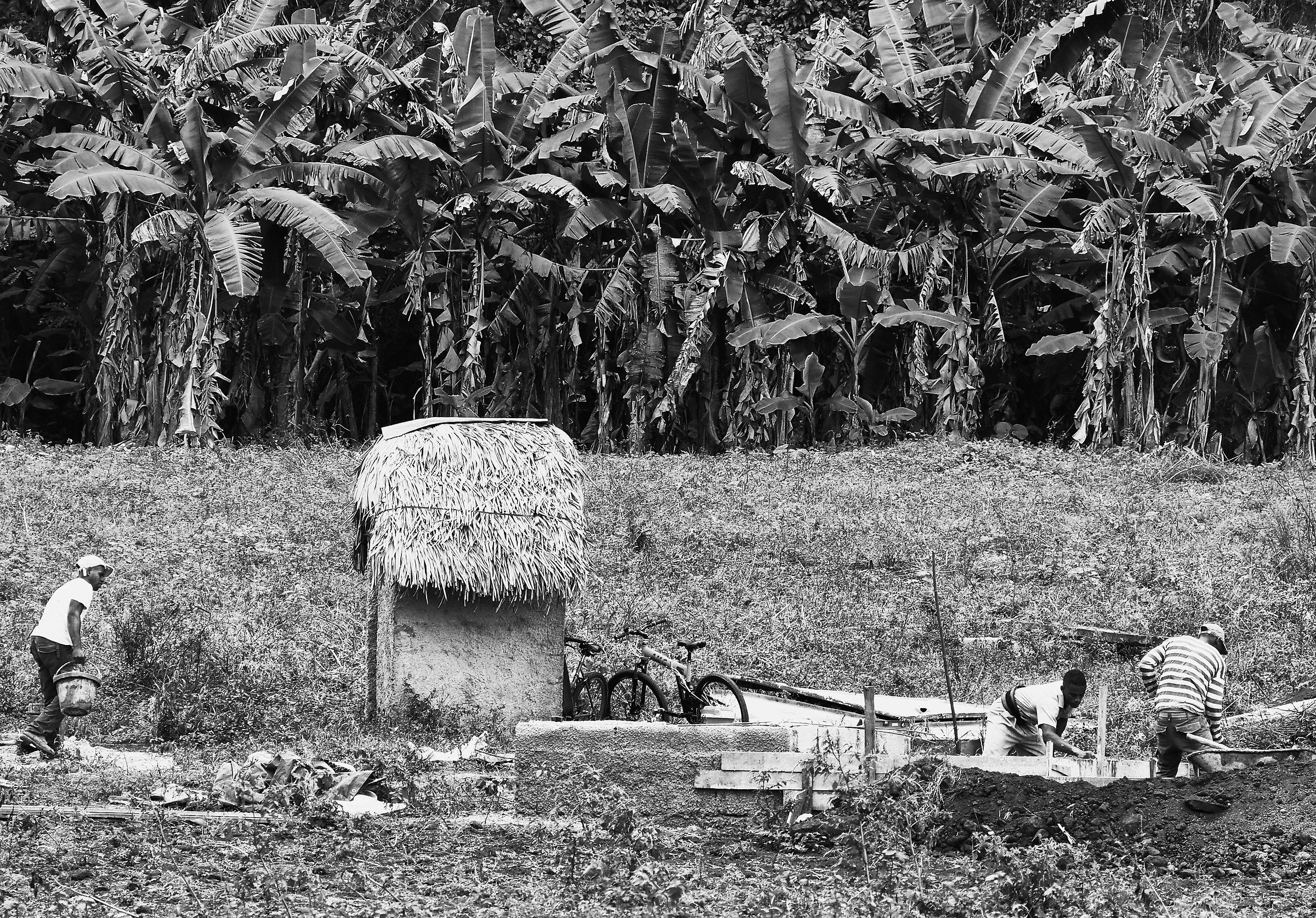 Bananas and campesinos