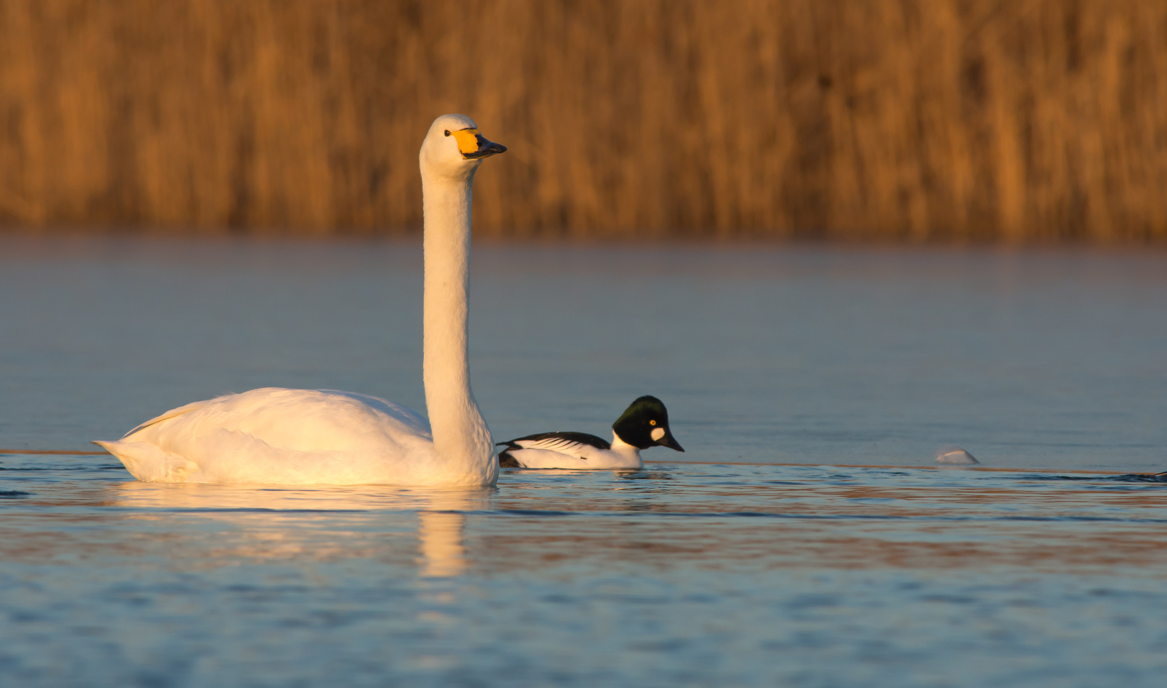 Visitors from the north