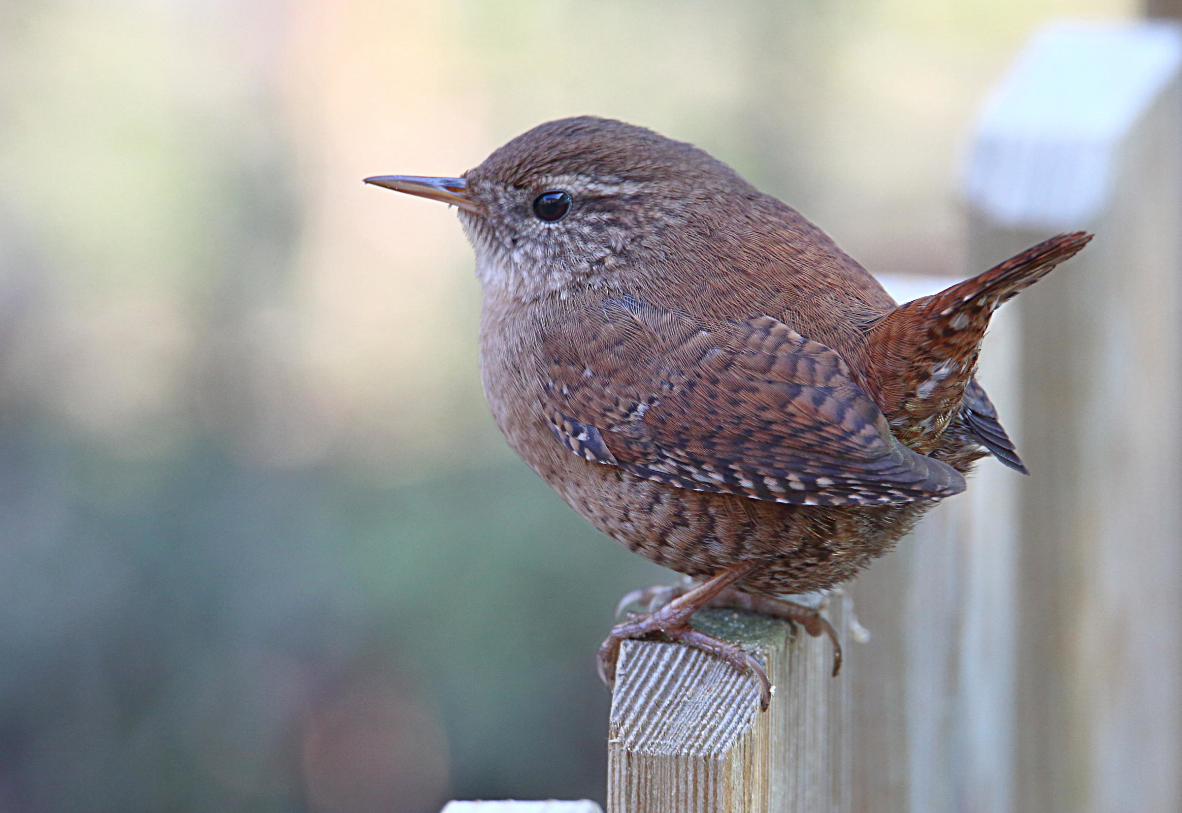 Wren