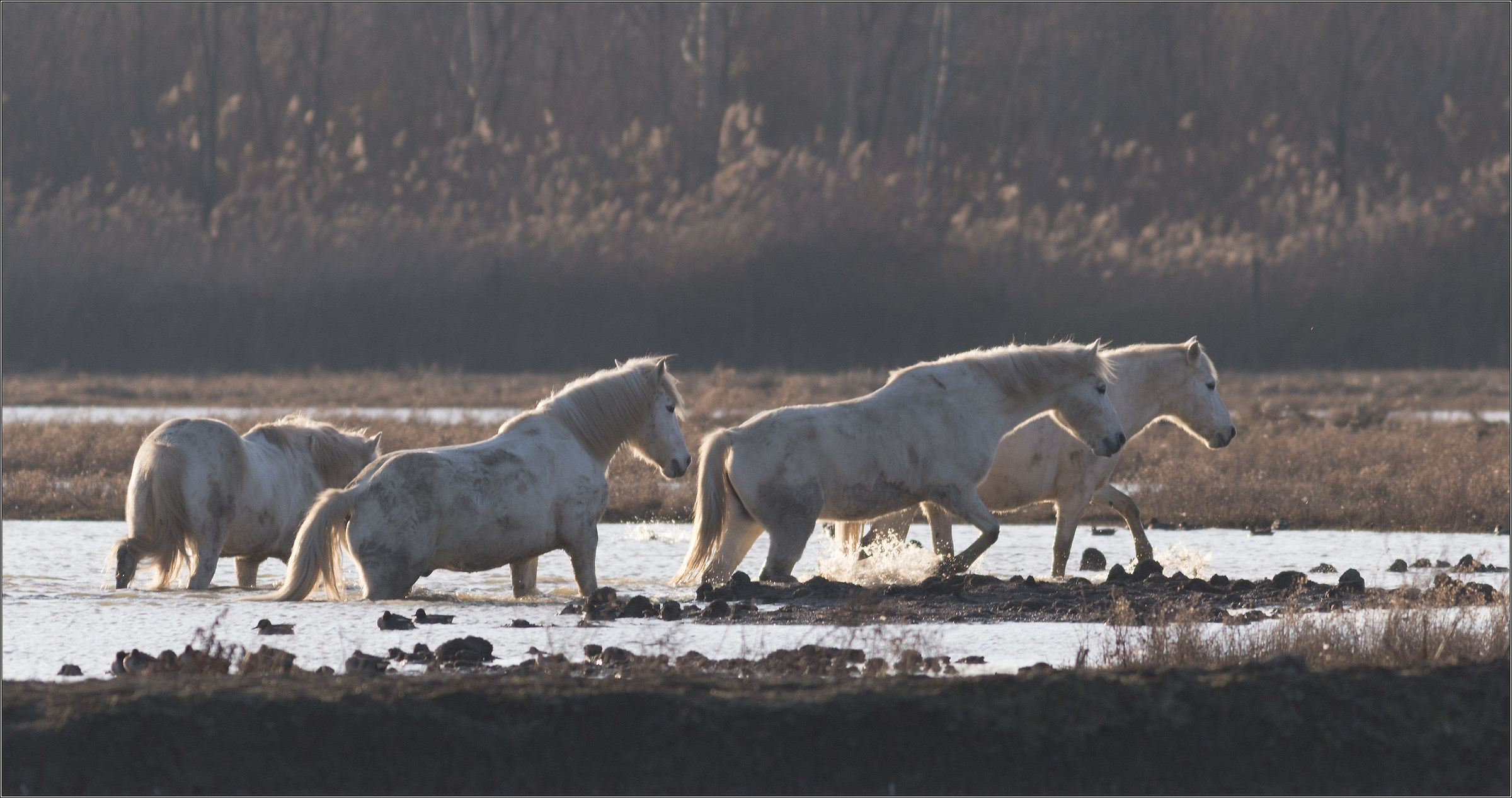 horses in water
