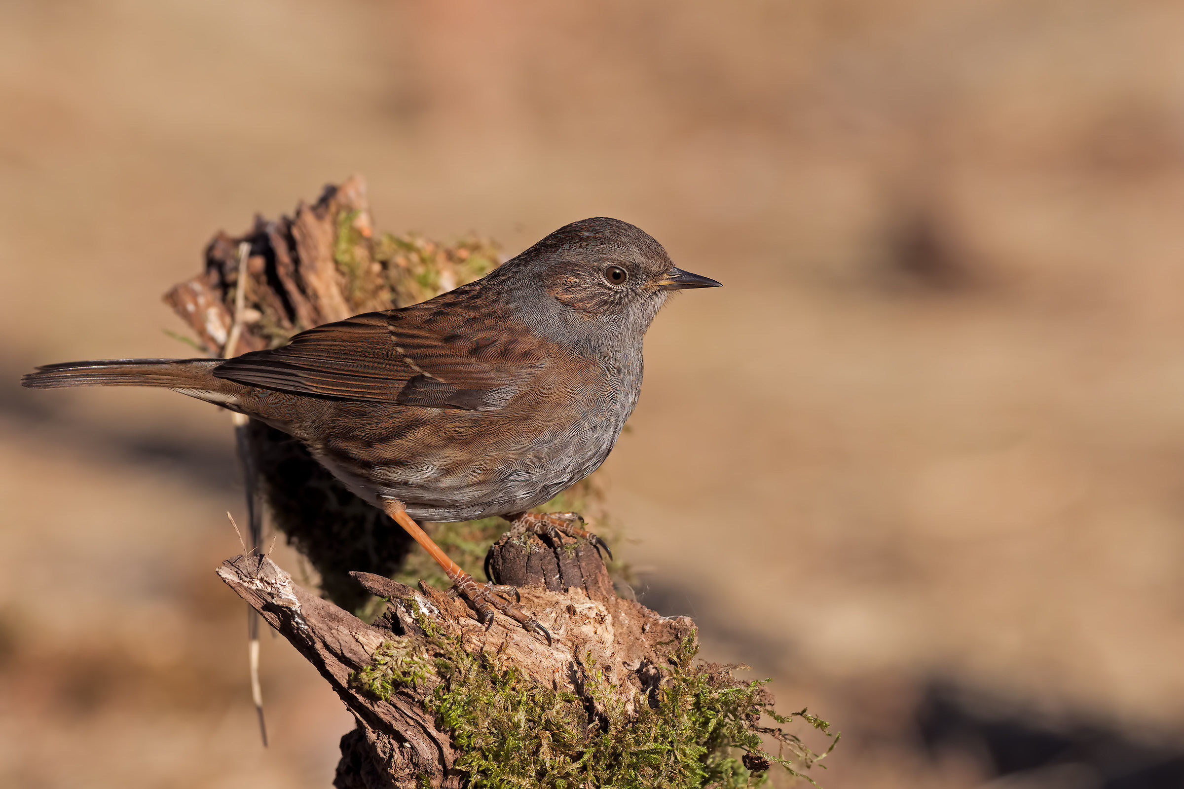 Dunnock