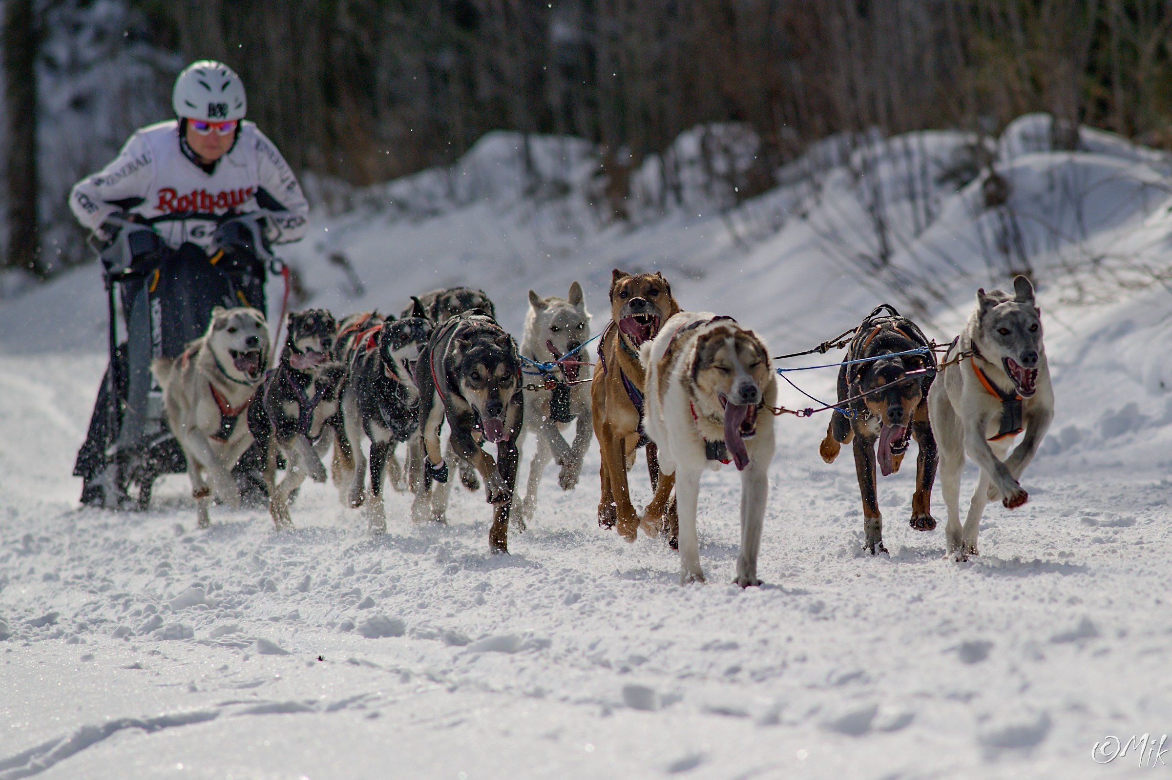 Internazionale di cani da slitta Race 2017 Todtmoos Foresta ...