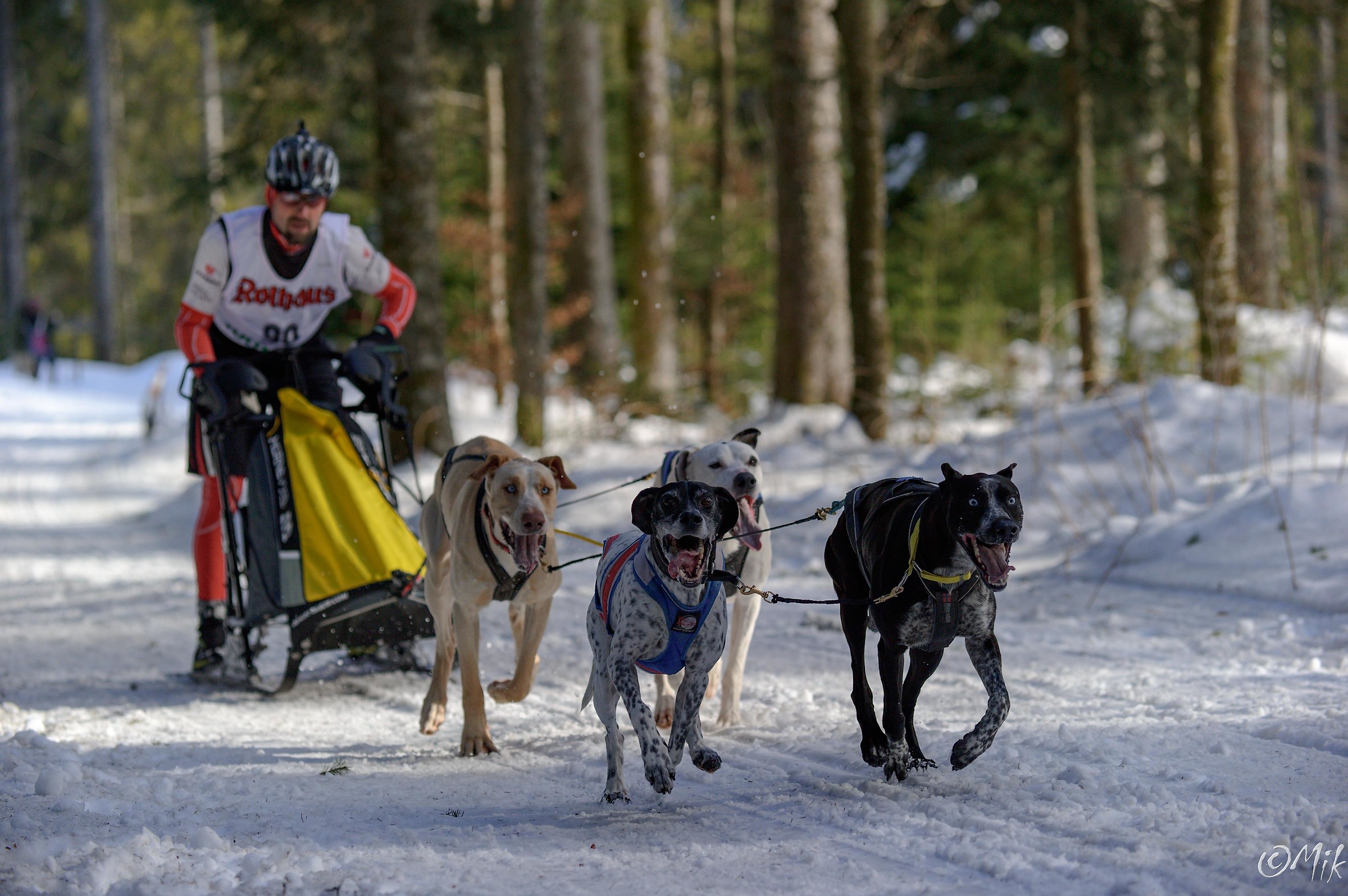 Internazionale di cani da slitta Race 2017 Todtmoos Foresta ...