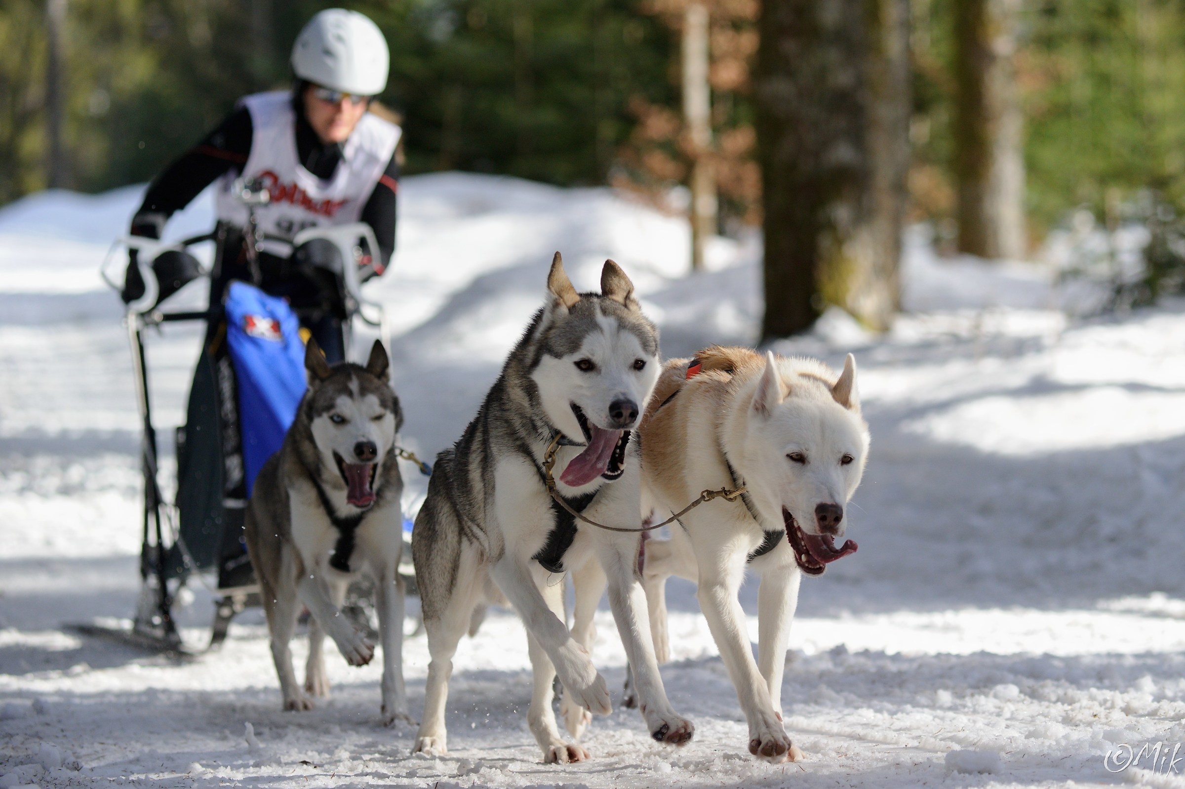 Internazionale di cani da slitta Race 2017 Todtmoos Foresta ...