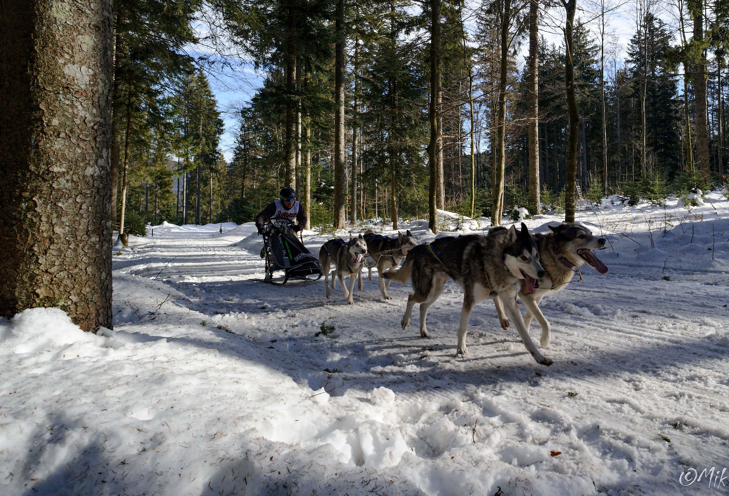 Internazionale di cani da slitta Race 2017 Todtmoos Foresta ...
