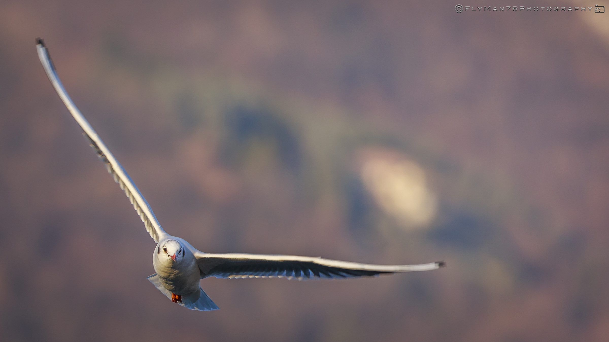 Paratico (BS) Lake Iseo