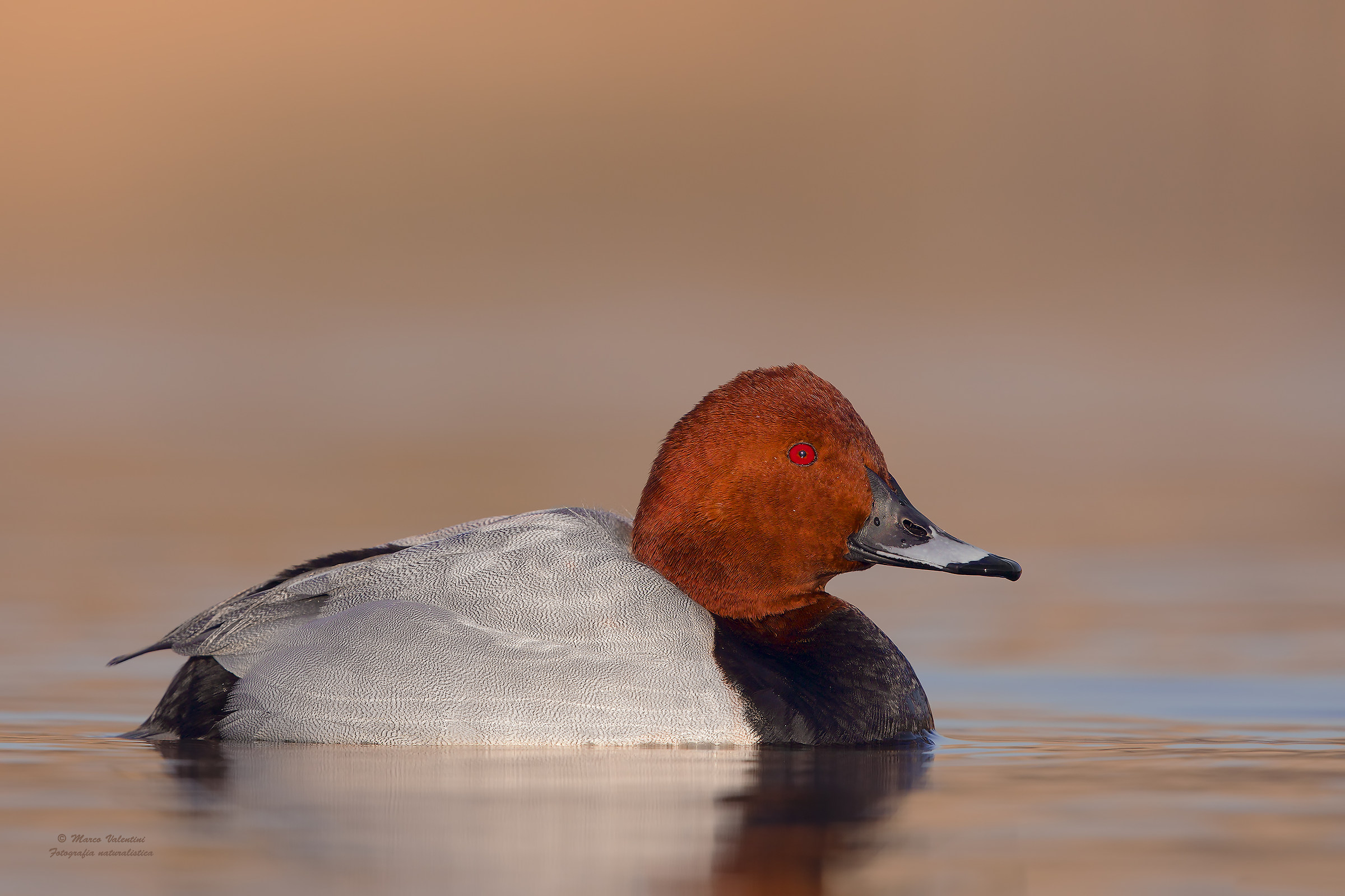 pochard