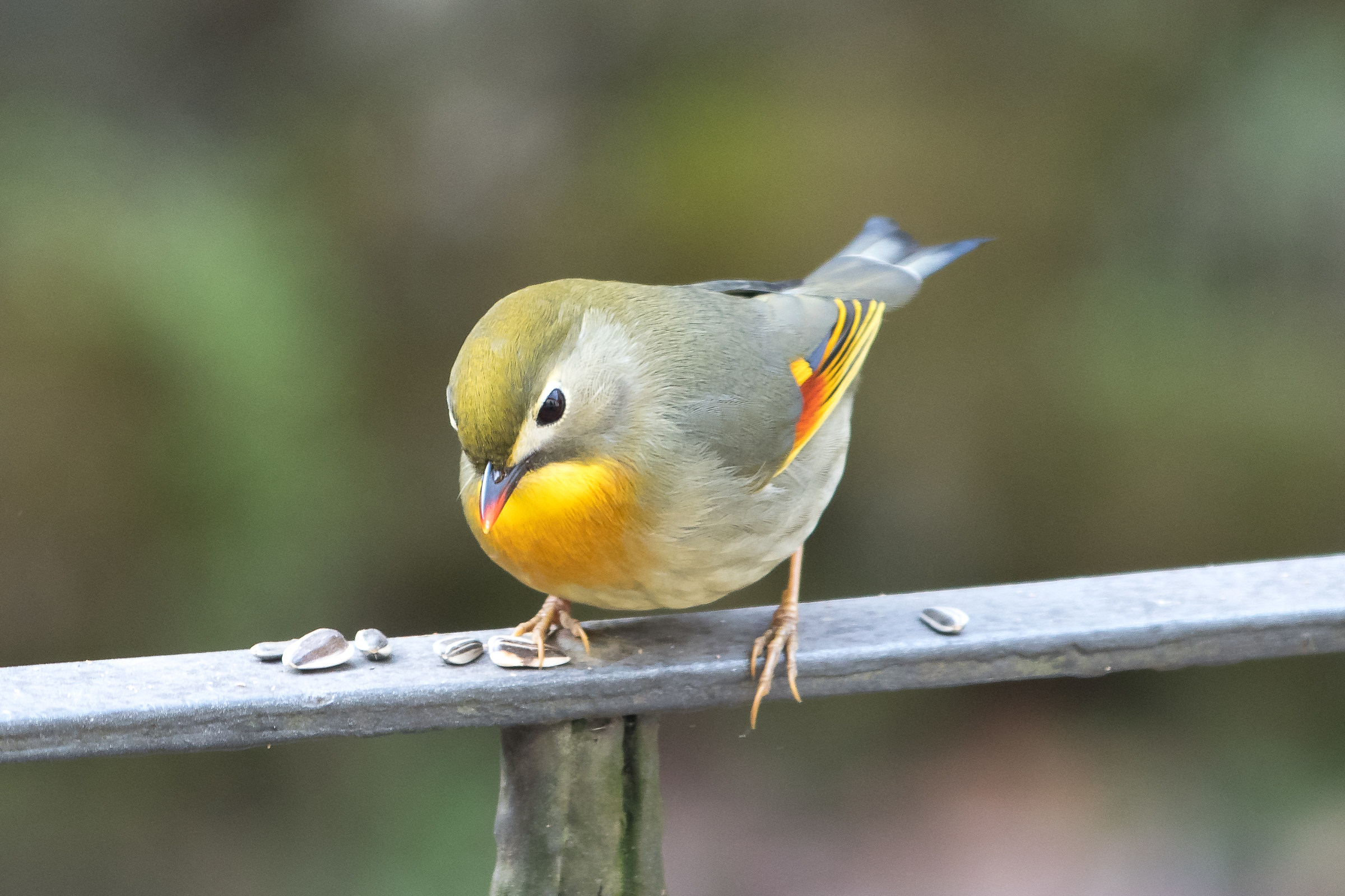 Japanese nightingale