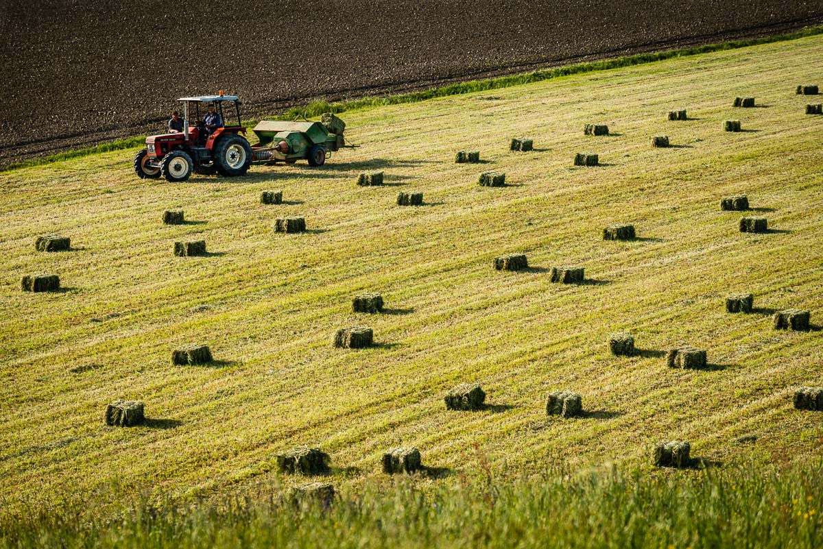 Tutte da raccogliere 2