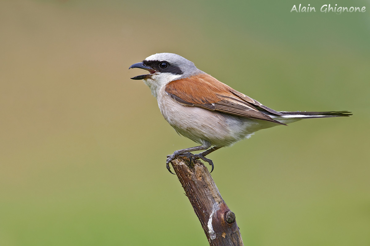 Averla piccola maschio - l'urlo prima del temporale
