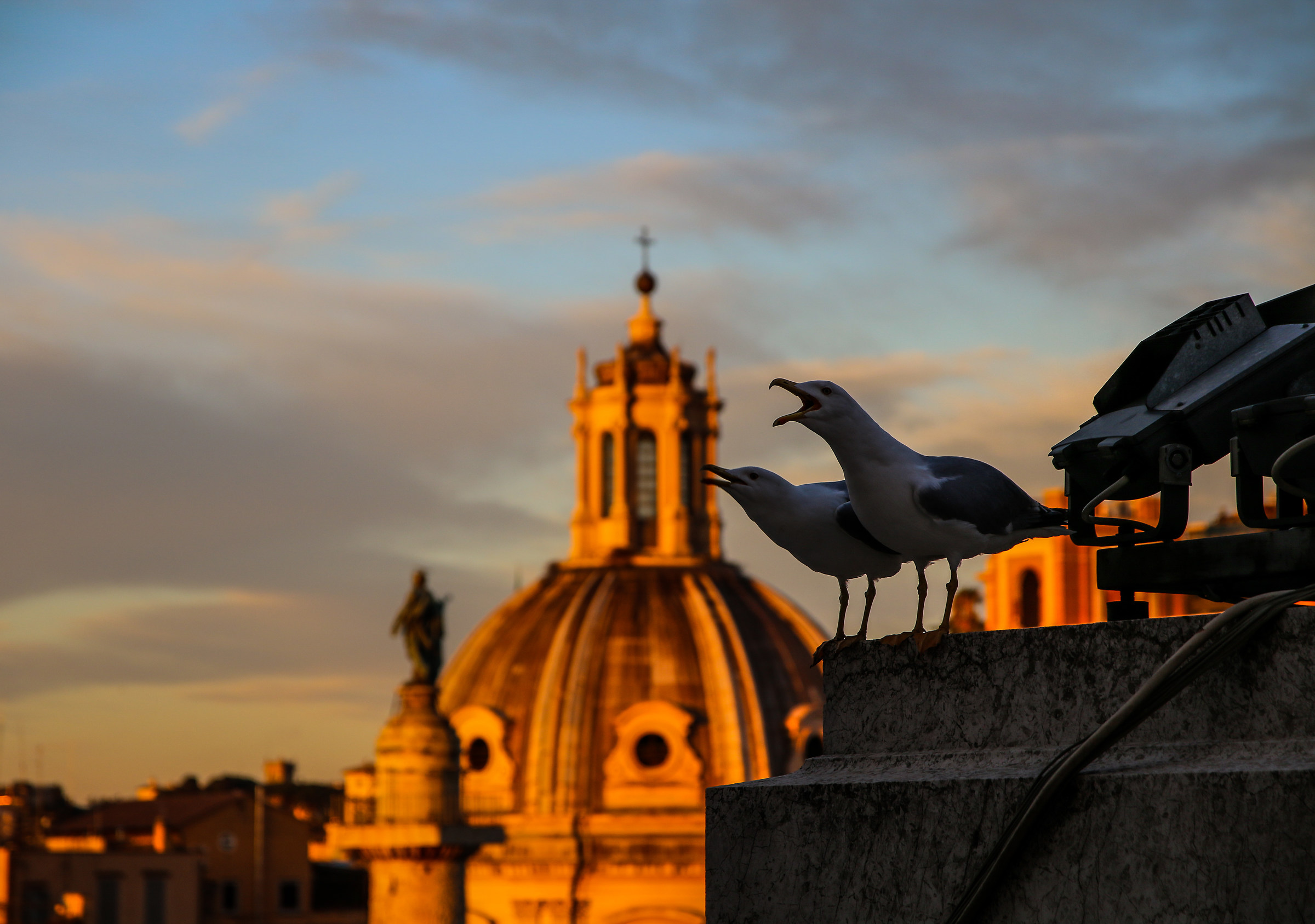 Gulls in Rome