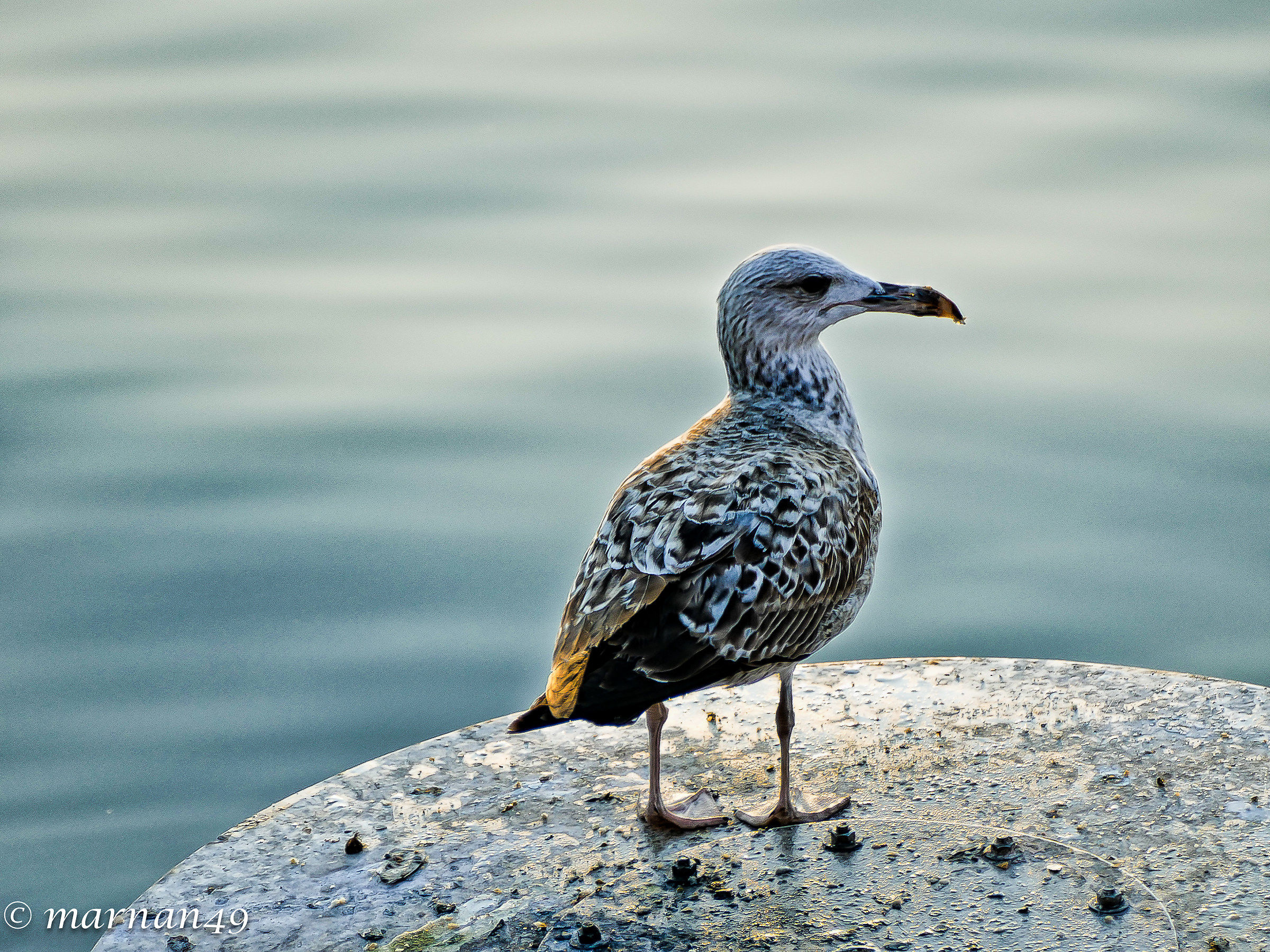 Genoa Seagull at the Old Harbour