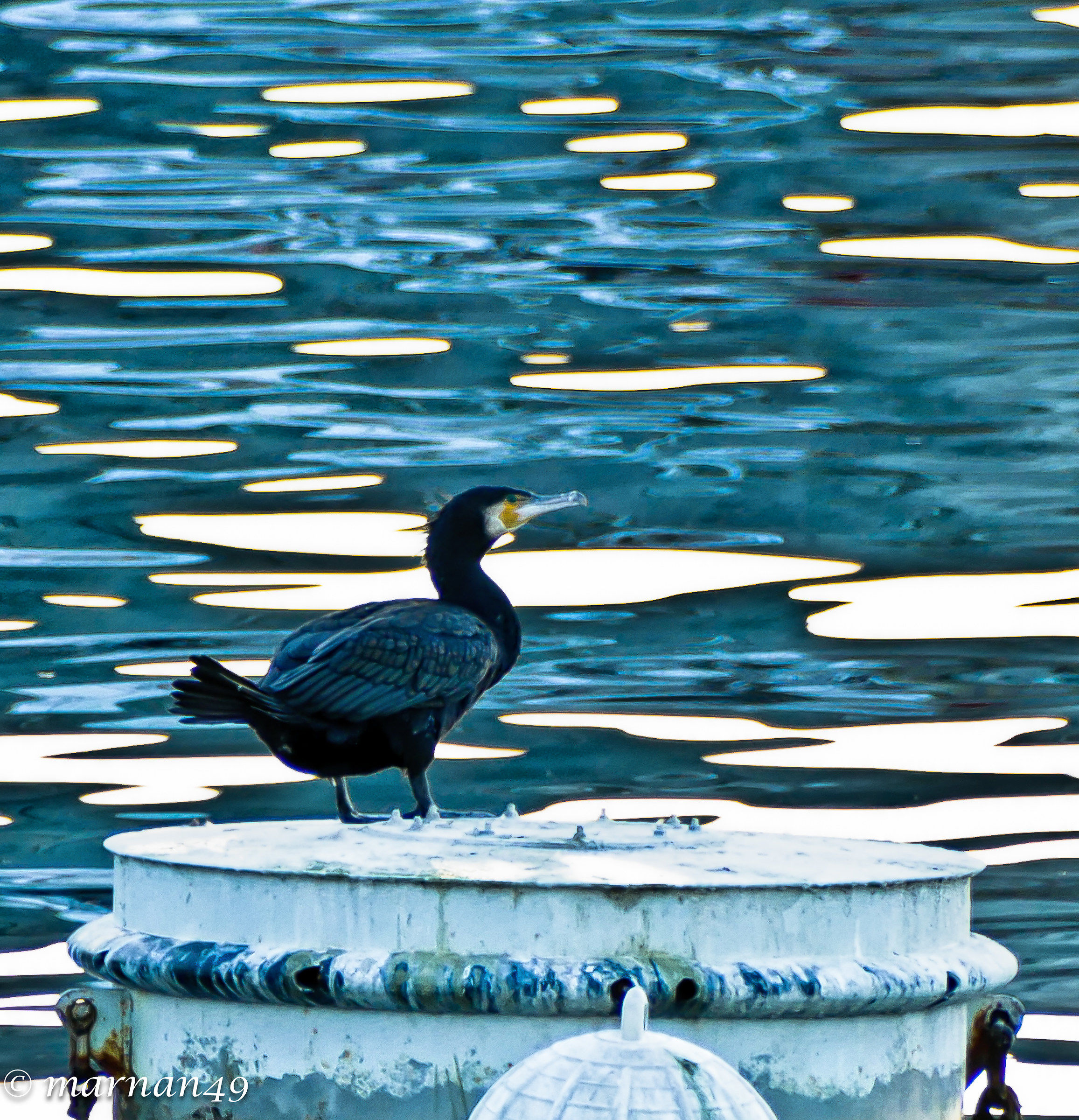 Genoa Cormorant at Old Harbour