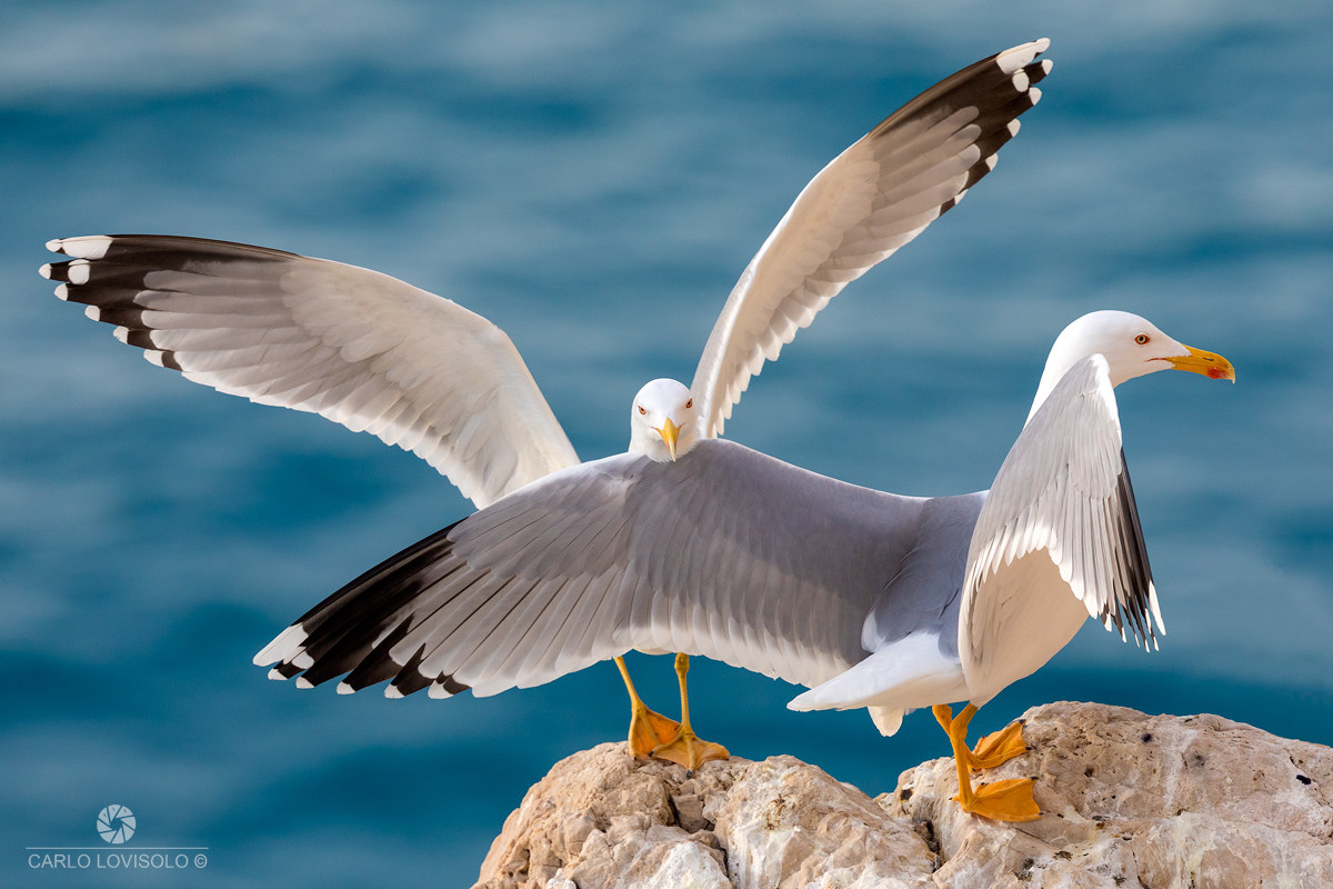 Ligurian Sea herring gulls close encounter