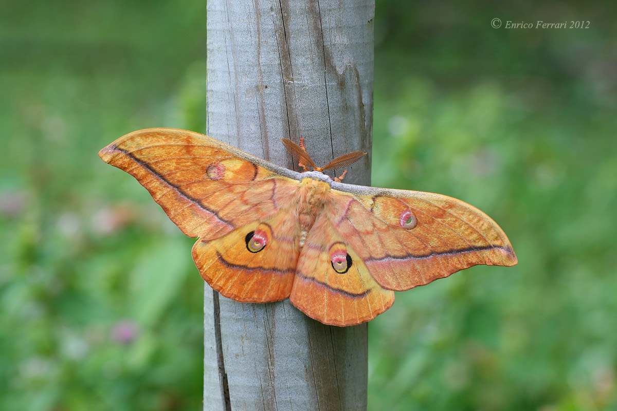 Antheraea yamamai
