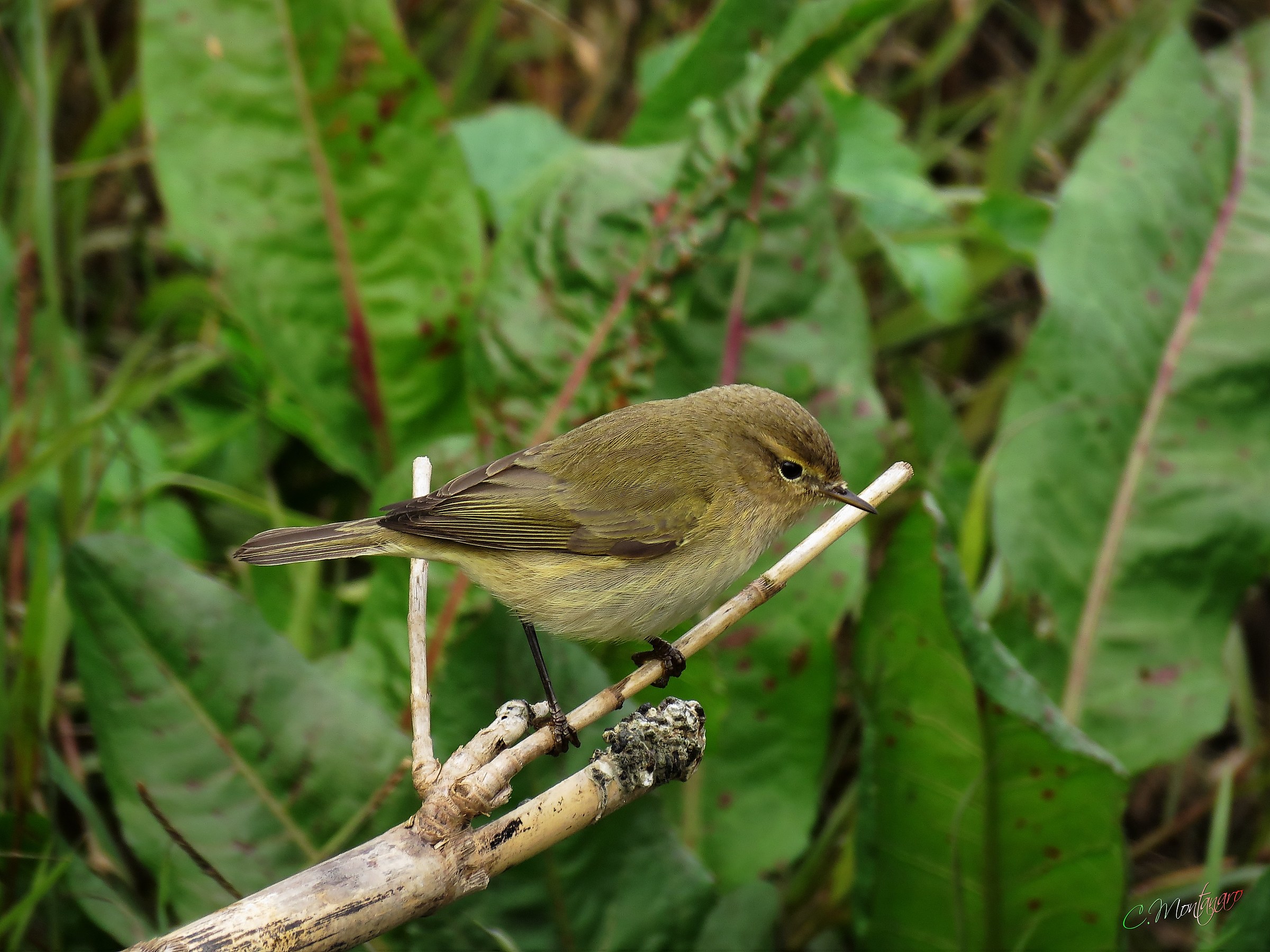 Luì Piccolo  (Phylloscopus collybita)